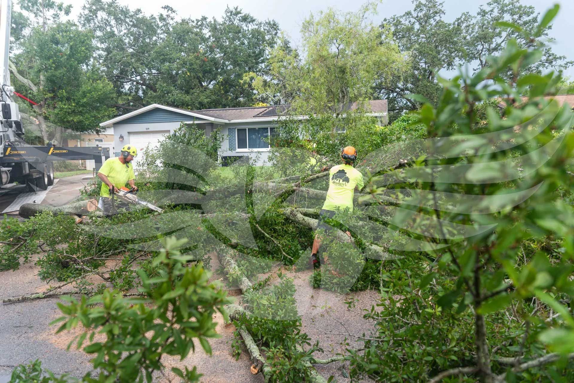 A group of men are standing in front of a house cutting trees.