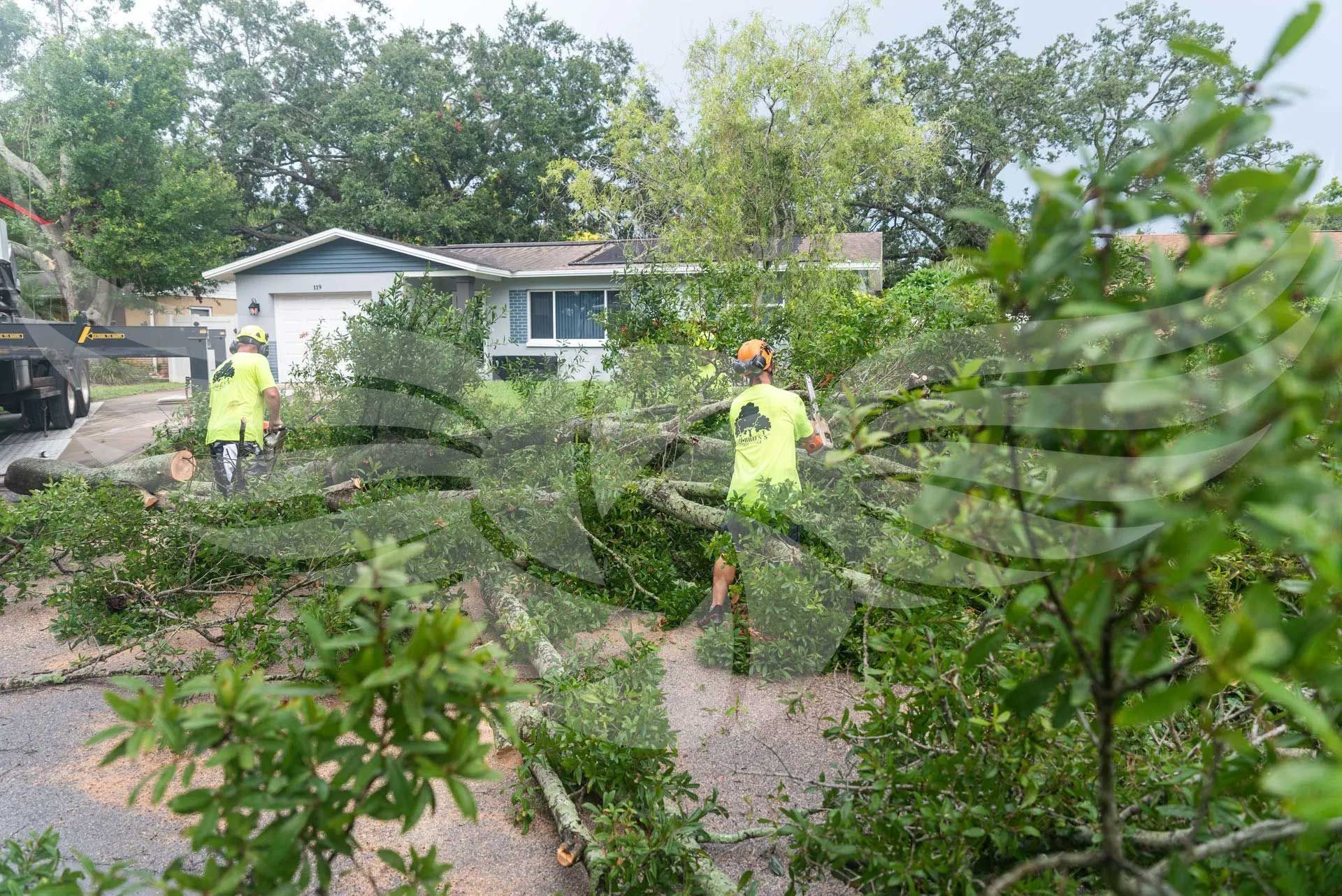 A group of people are working on a tree in front of a house.