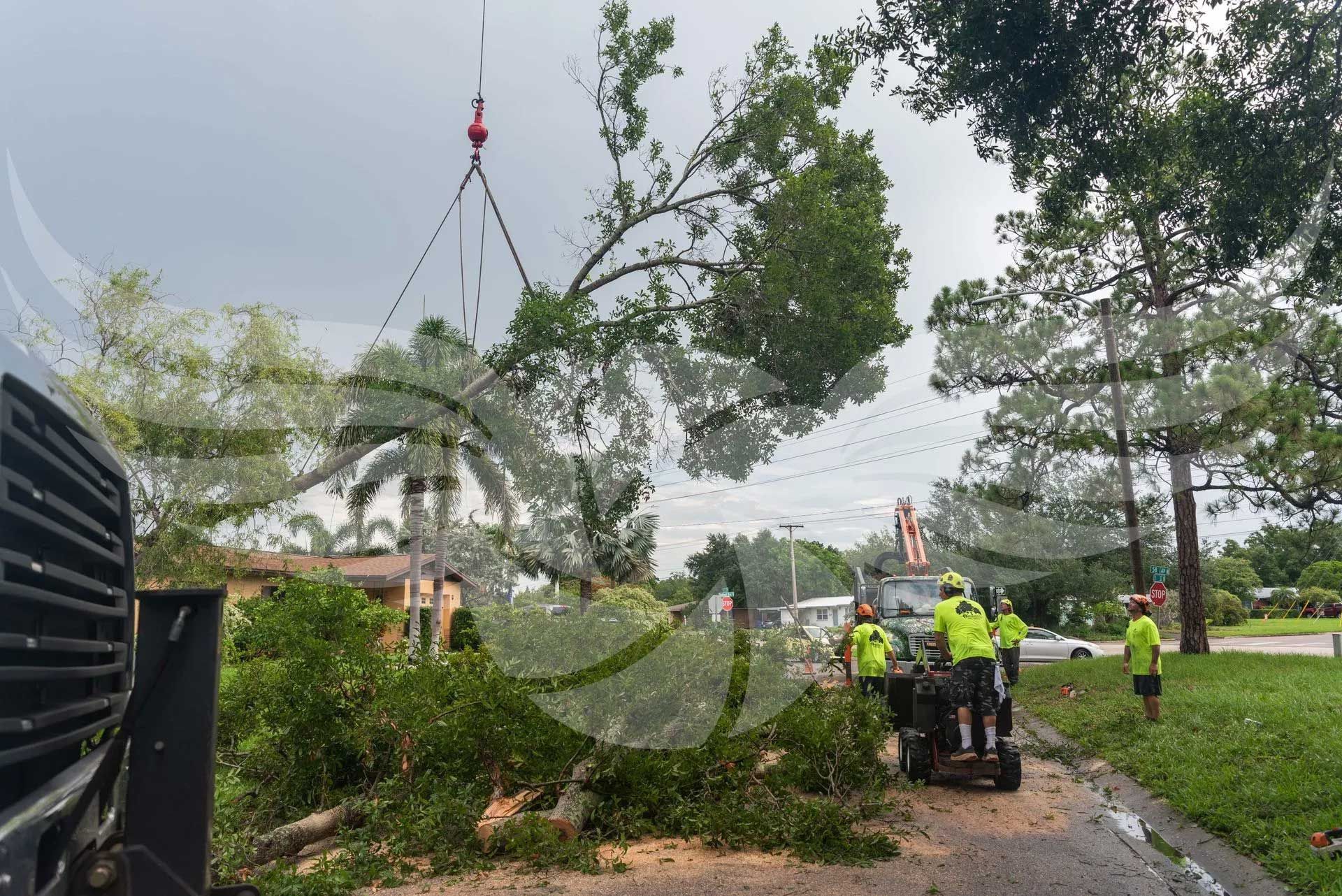 A group of people are cutting down a tree on the side of the road.