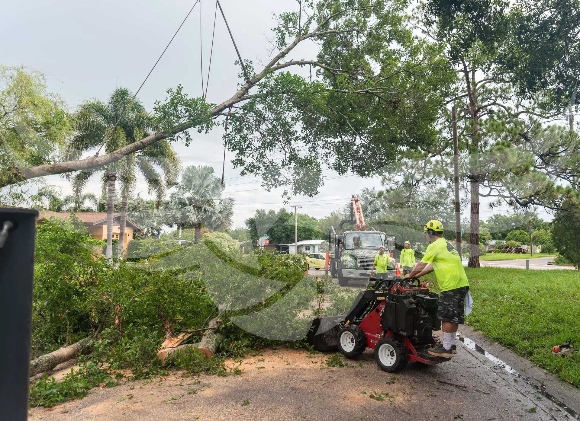 A group of men are cutting down a tree on the side of the road.