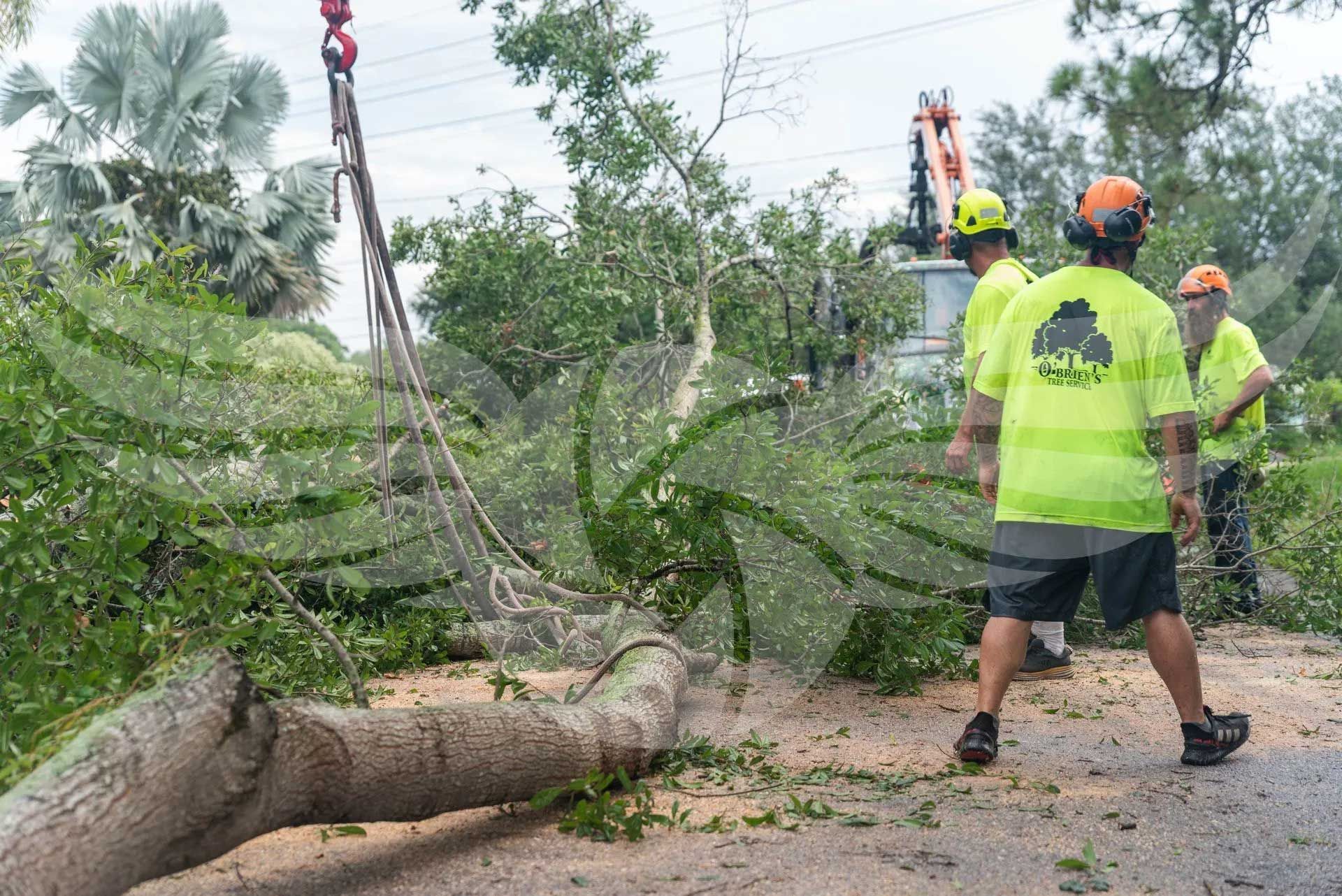 A group of men are standing next to a fallen tree.