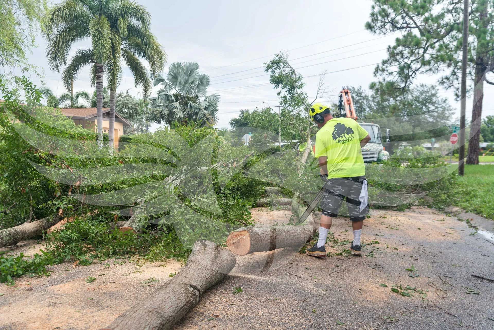 A man is standing next to a fallen tree on the side of the road.