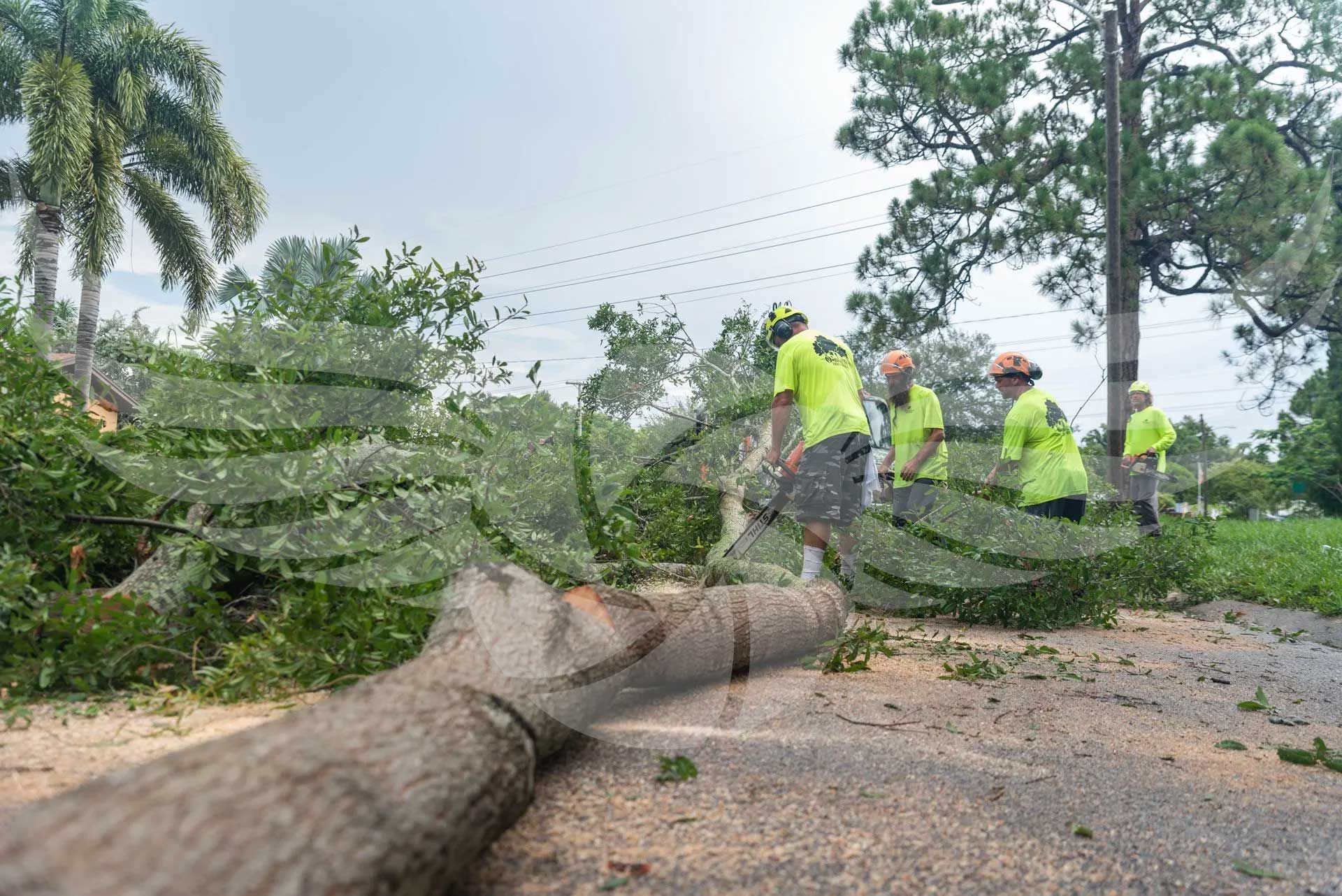 A group of people are standing around a fallen tree.