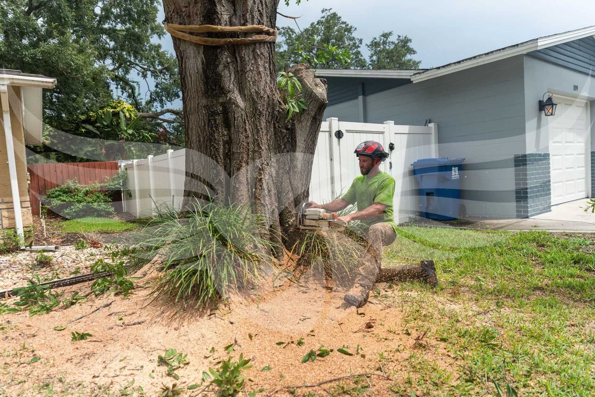 A man is cutting down a tree with a chainsaw.