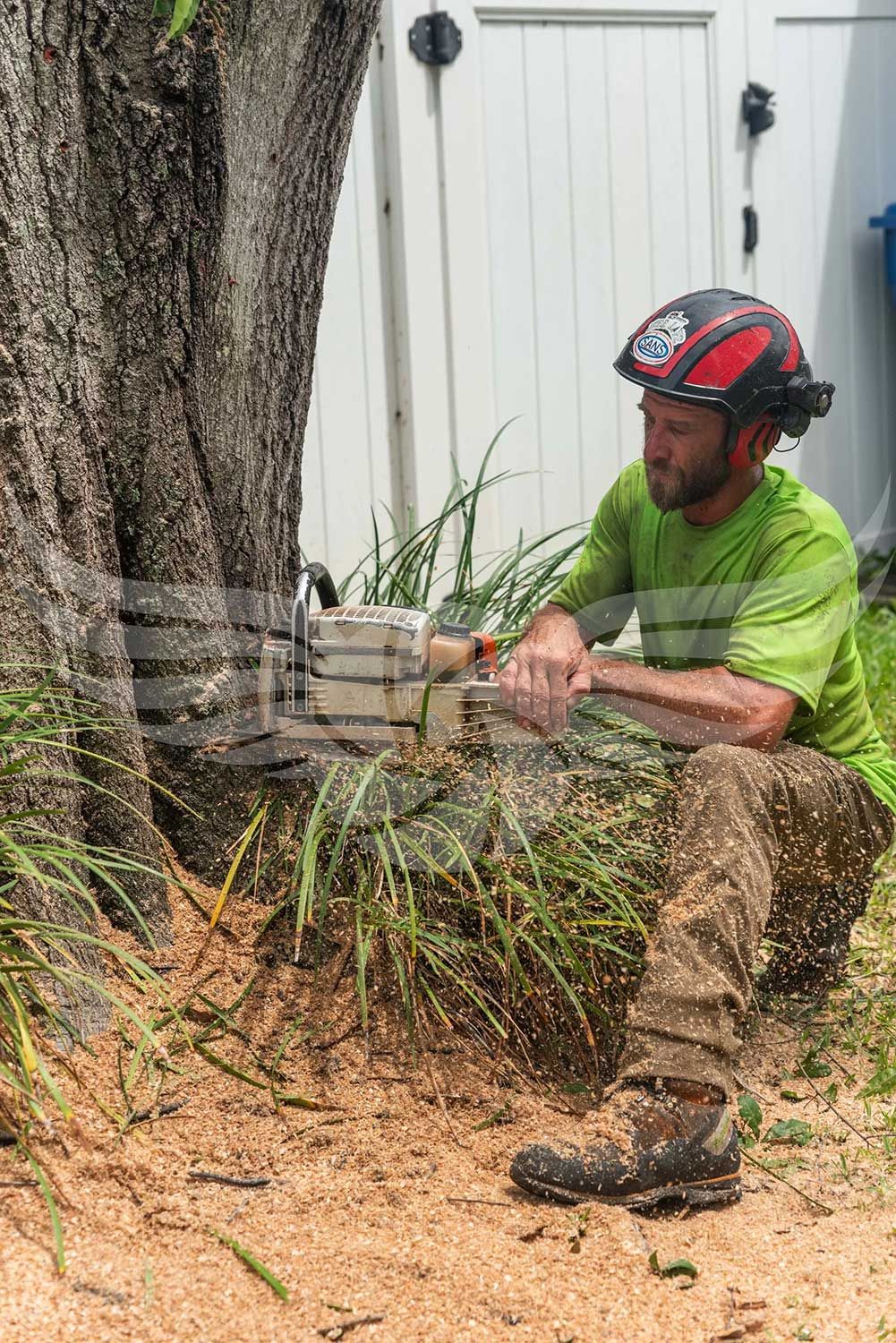 A man is cutting a tree with a chainsaw.