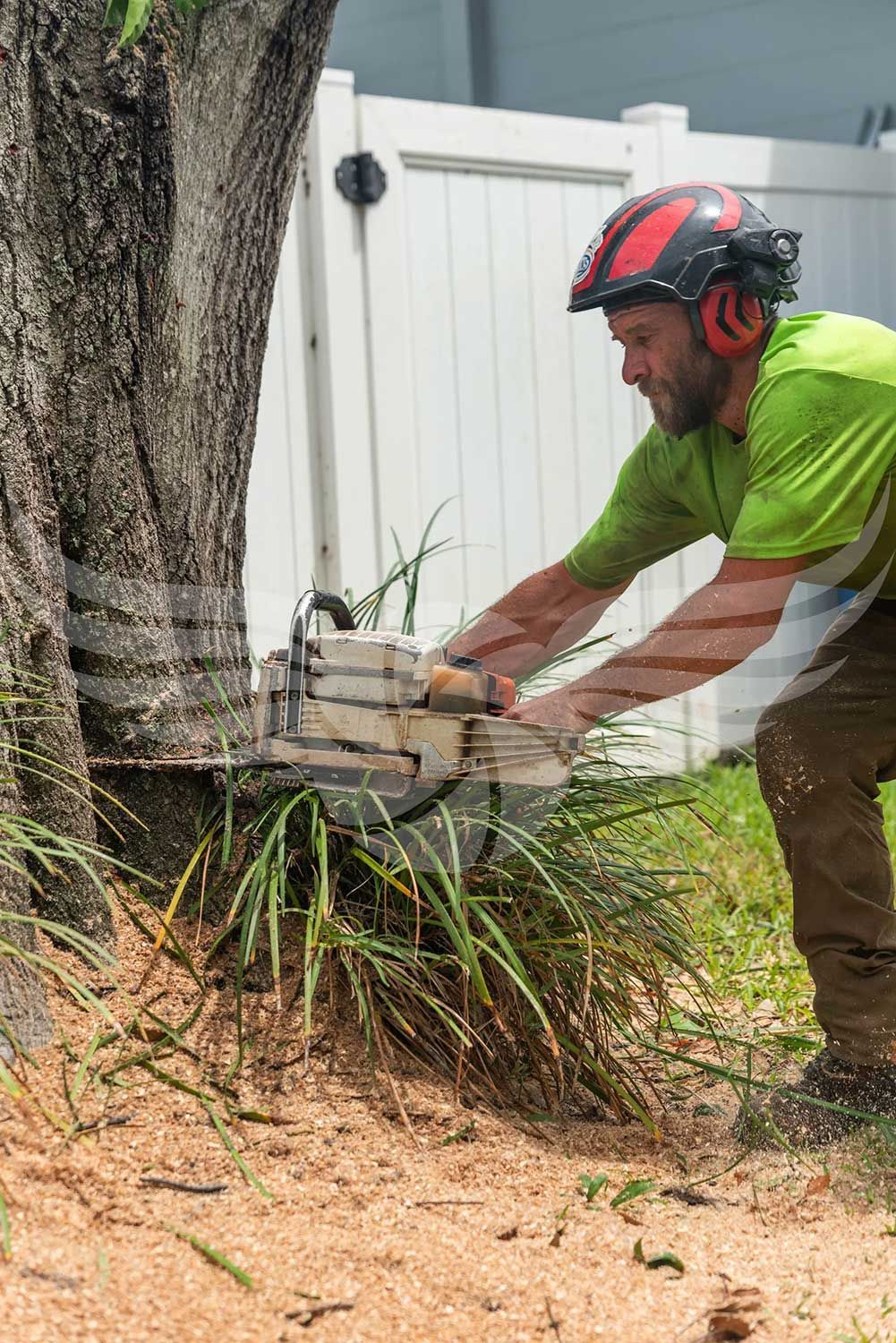 A man is cutting a tree with a chainsaw.