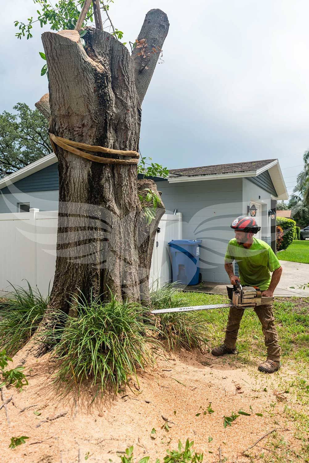 A man is cutting down a tree with a chainsaw.