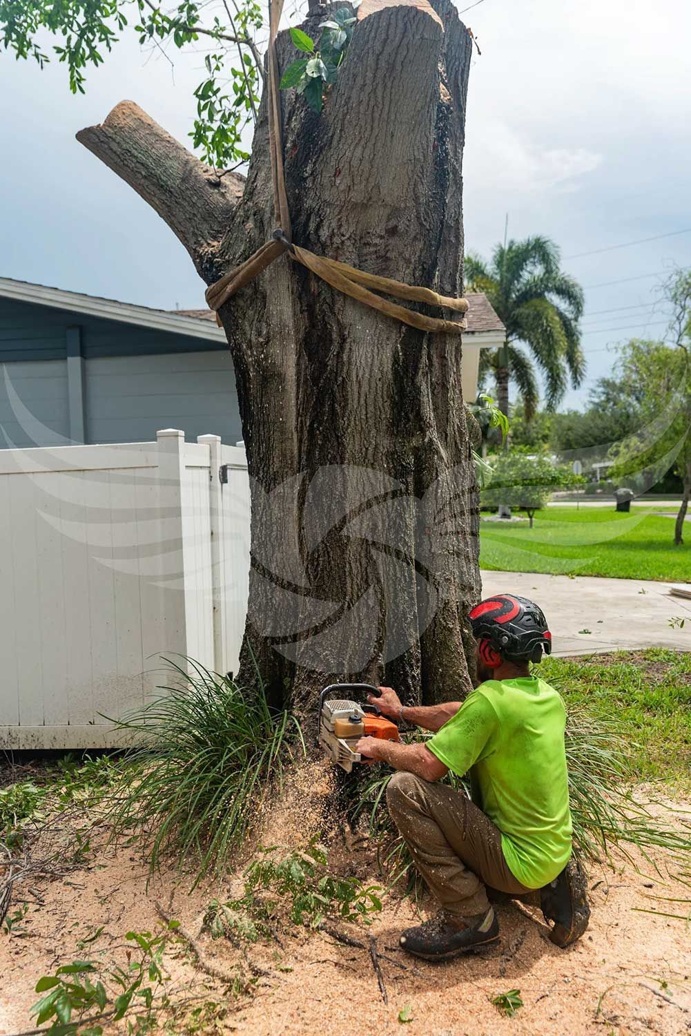 A man is cutting down a tree with a chainsaw.