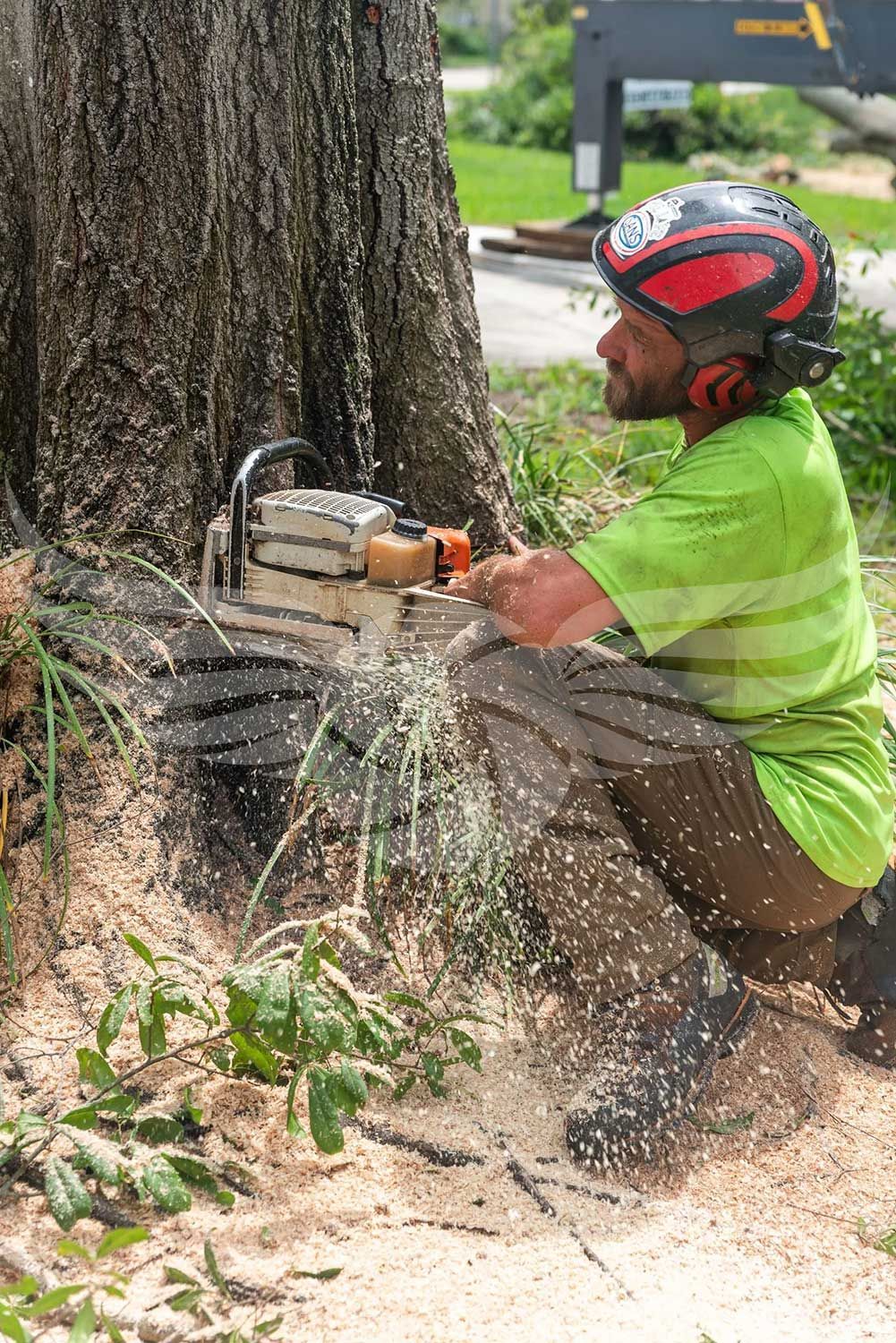 A man is cutting a tree with a chainsaw.