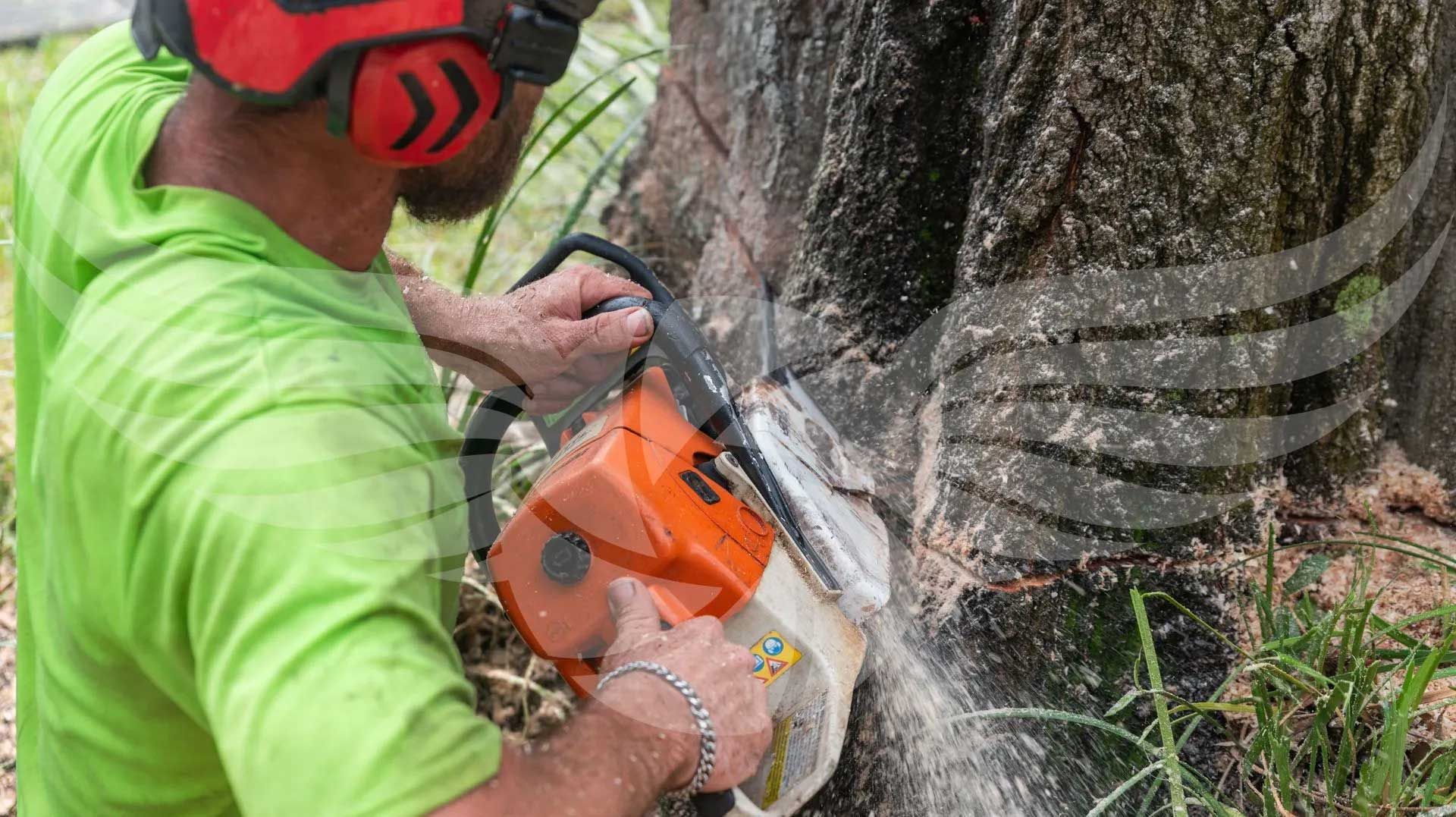 A man is cutting a tree with a chainsaw.