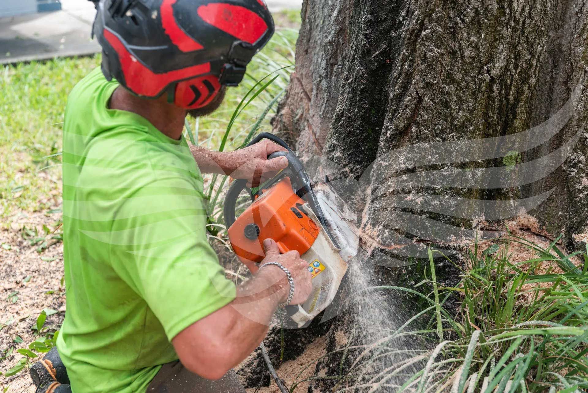 A man is cutting a tree with a chainsaw.