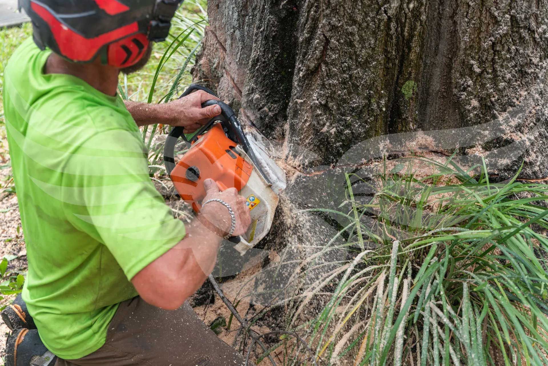 A man is cutting a tree with a chainsaw.