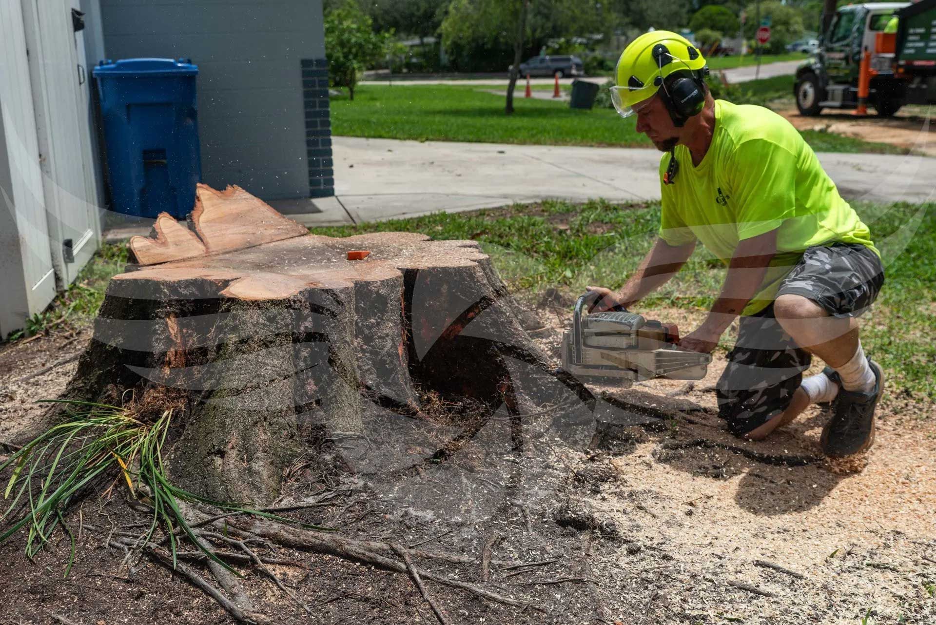 A man is cutting a tree stump with a chainsaw.