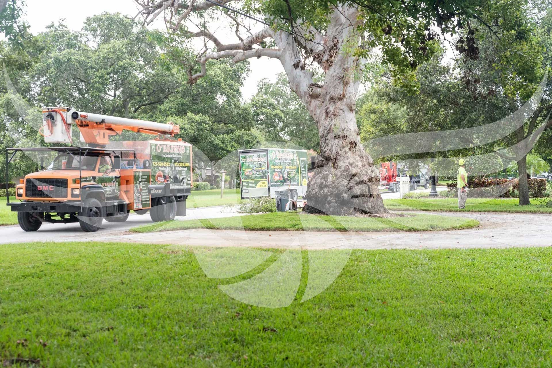 An orange truck is parked in front of a tree in a park.