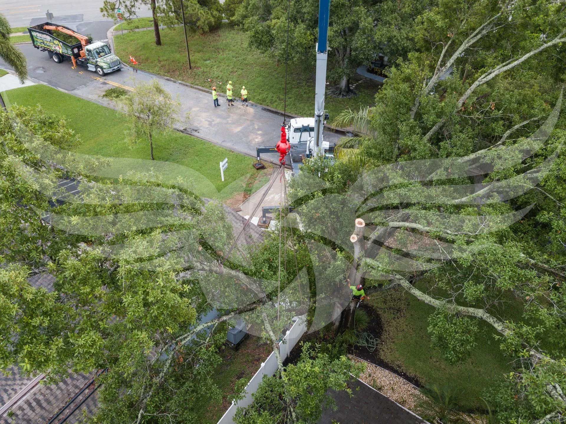 An aerial view of a tree that has been cut down by a crane.