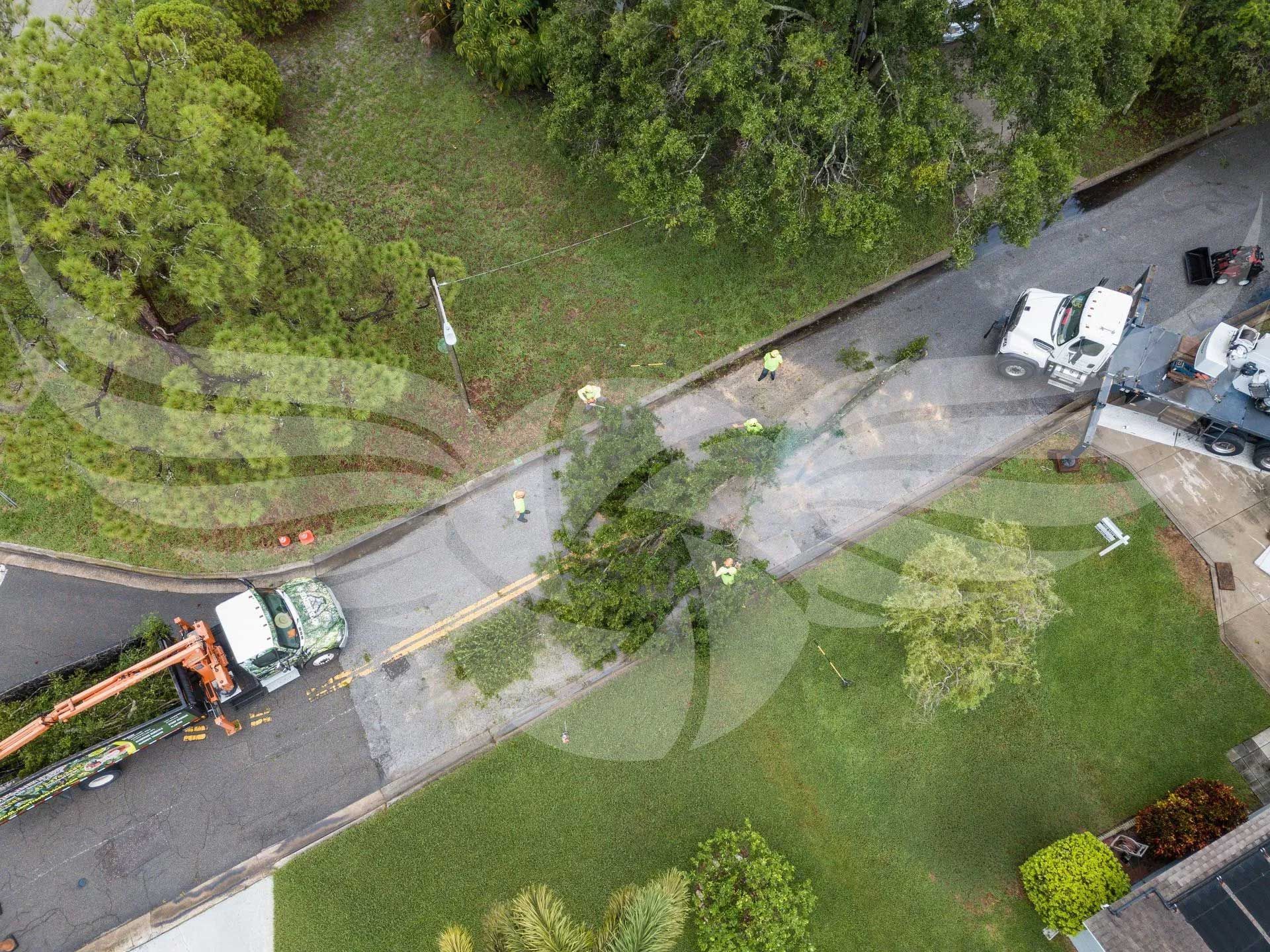 An aerial view of a tree that has fallen on the side of the road.