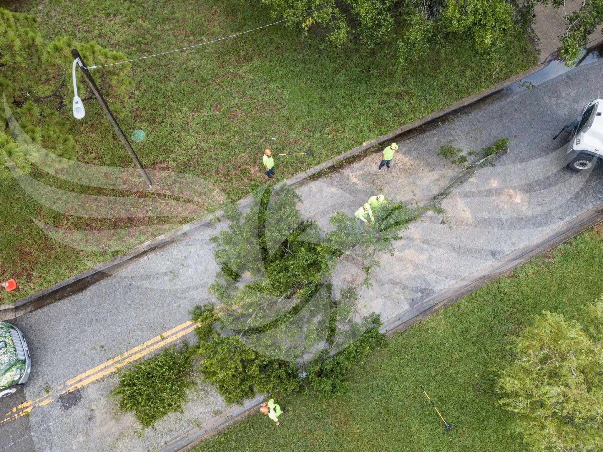 An aerial view of a tree on the side of a road.