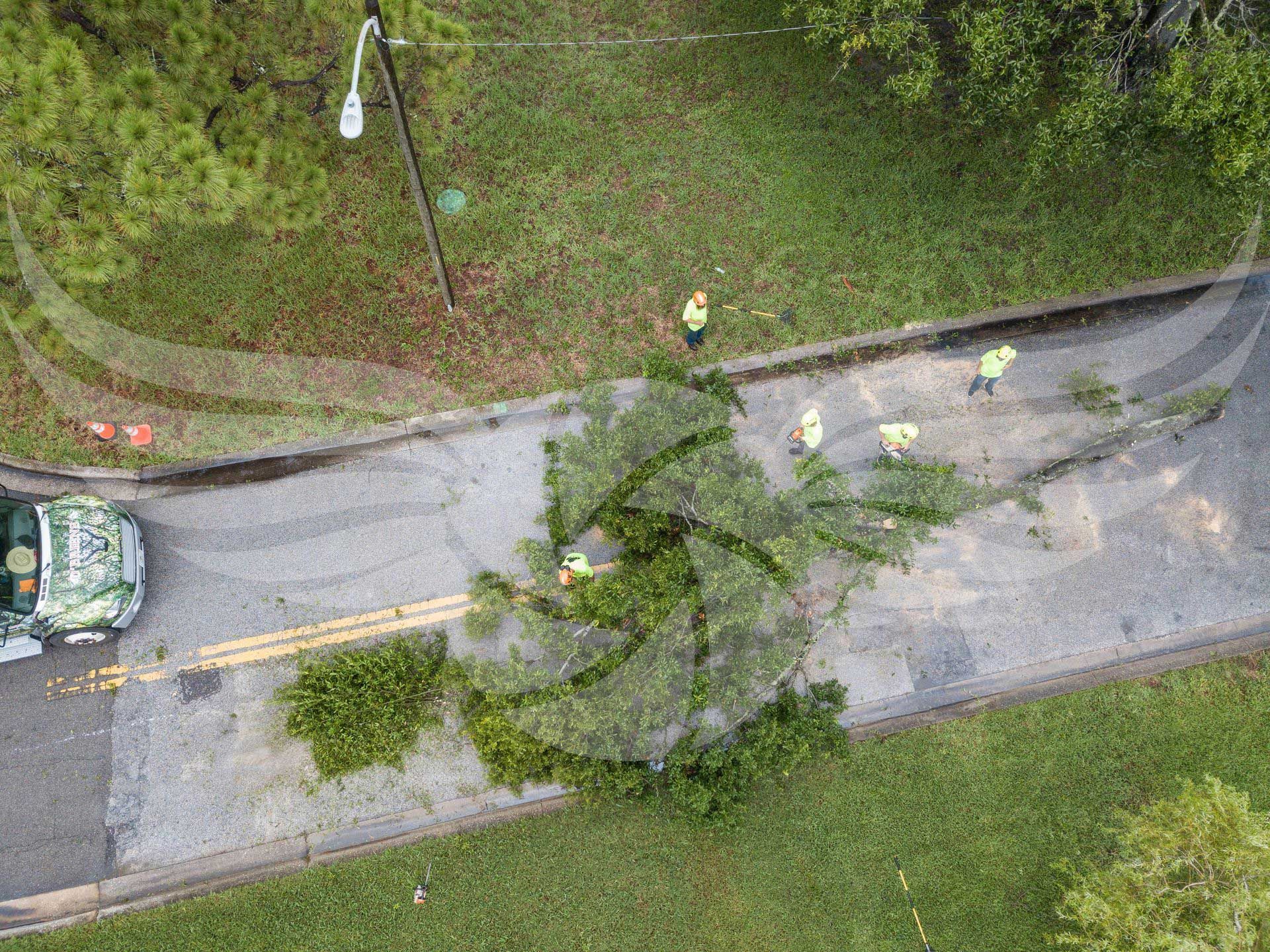 An aerial view of a tree on the side of a road.
