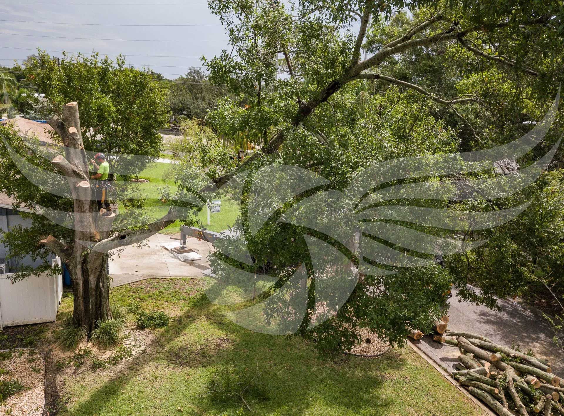A fallen tree in a yard with a bird flying in the background.