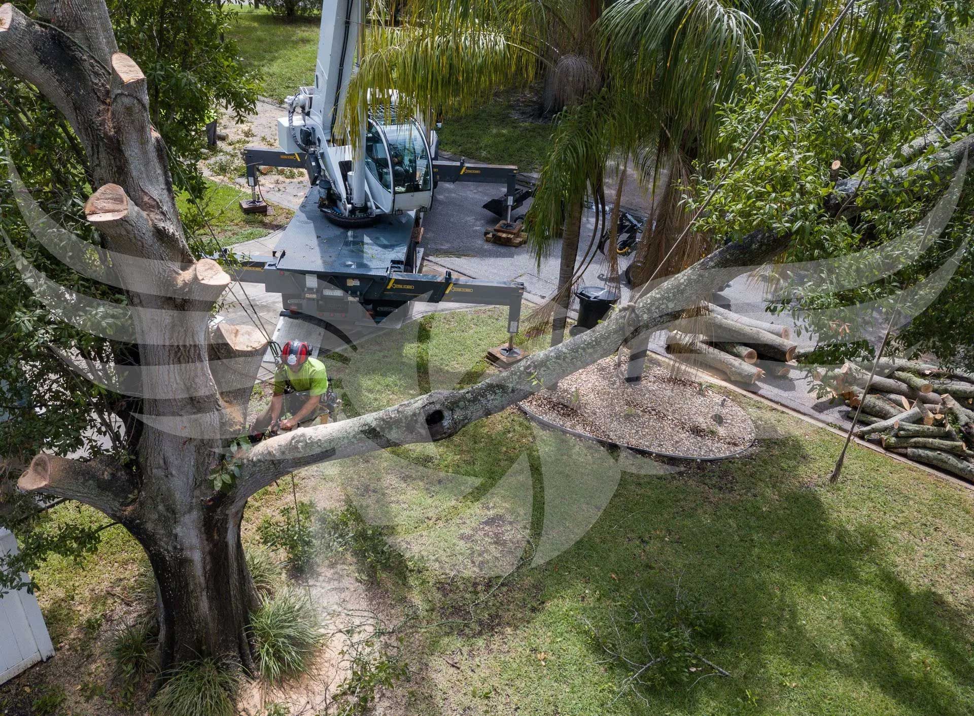 An aerial view of a tree being cut down by a crane.