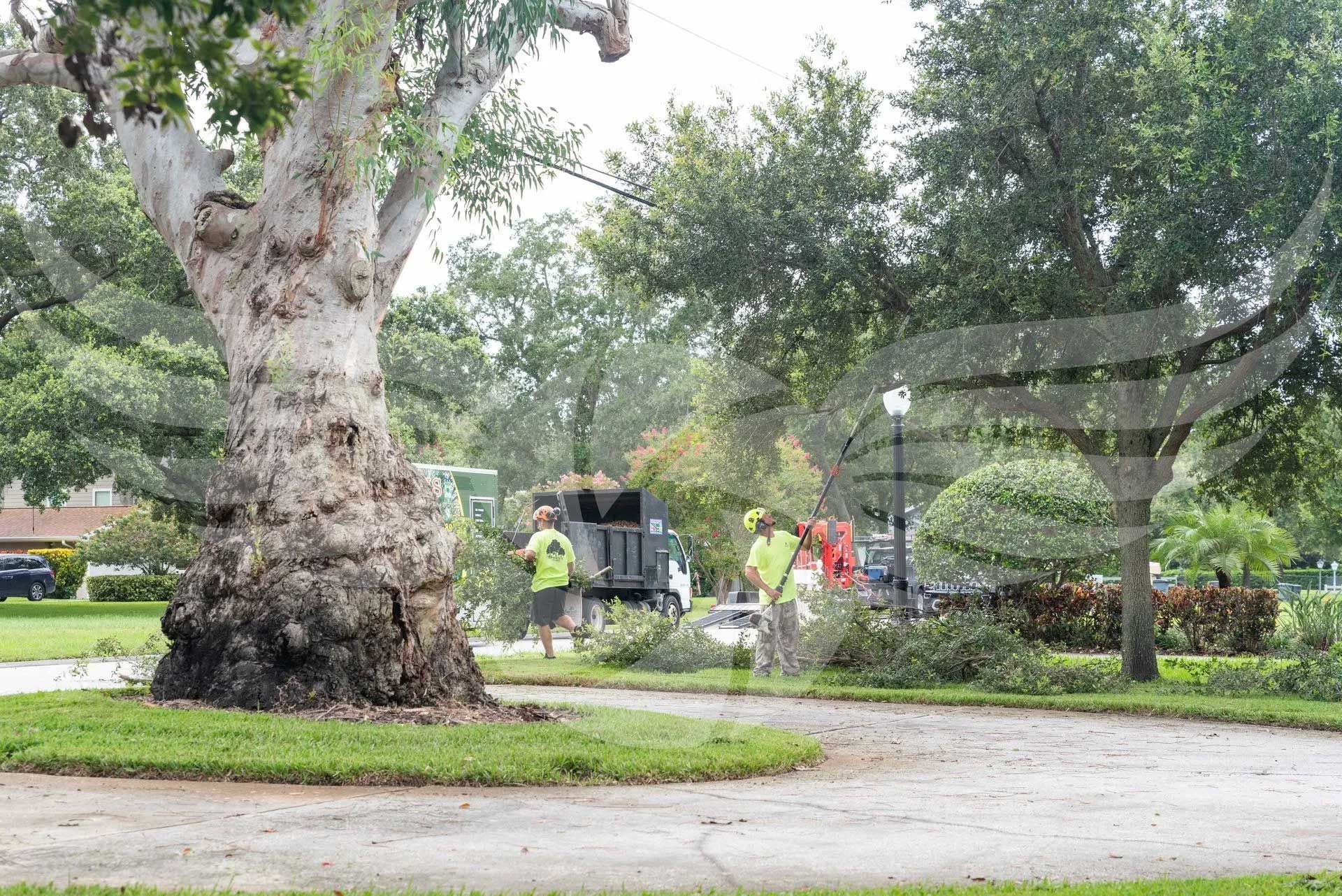 A group of people standing around a tree in a park