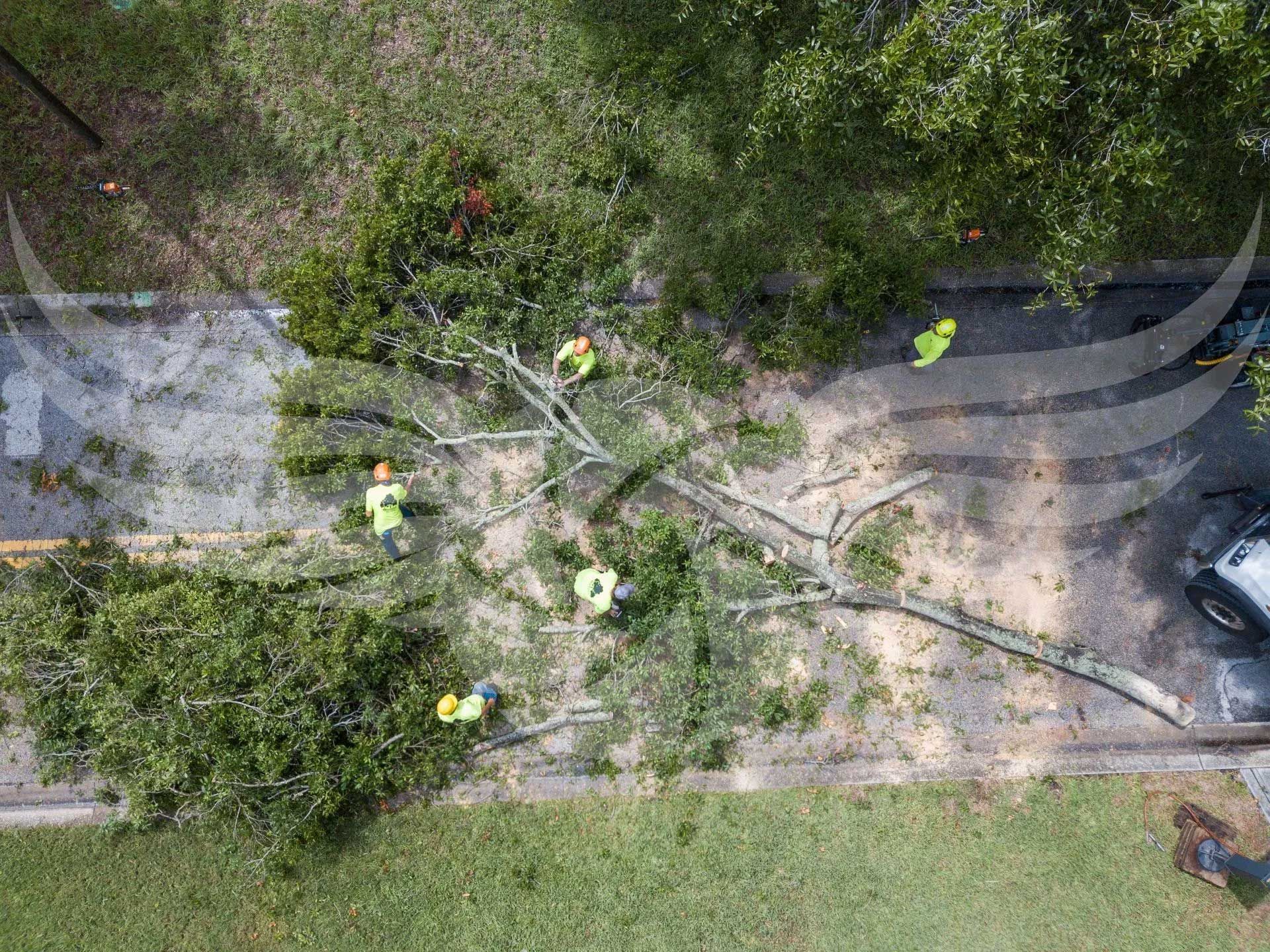 An aerial view of a group of people cutting down a tree.