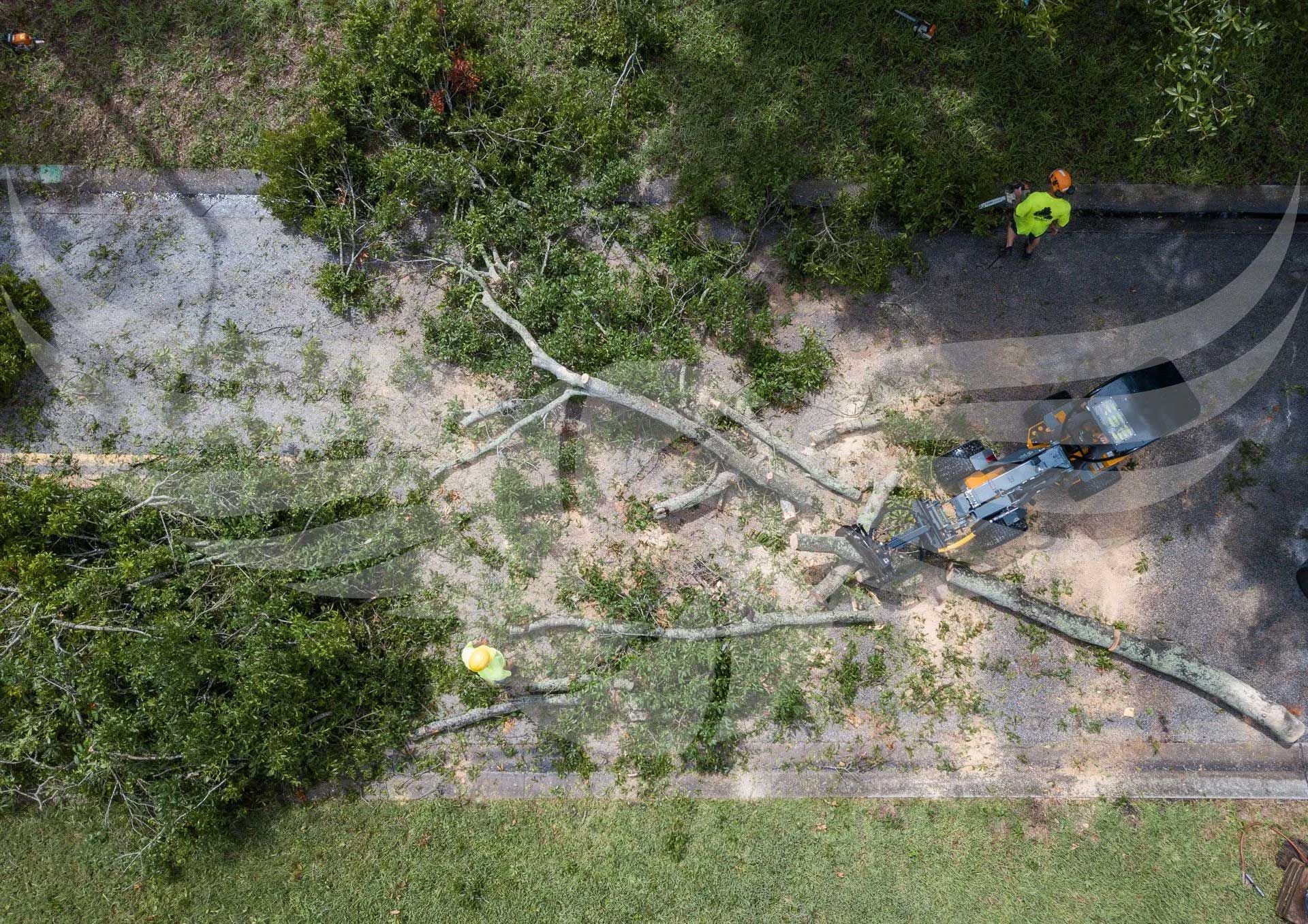 An aerial view of a tree that has been knocked over by a storm.