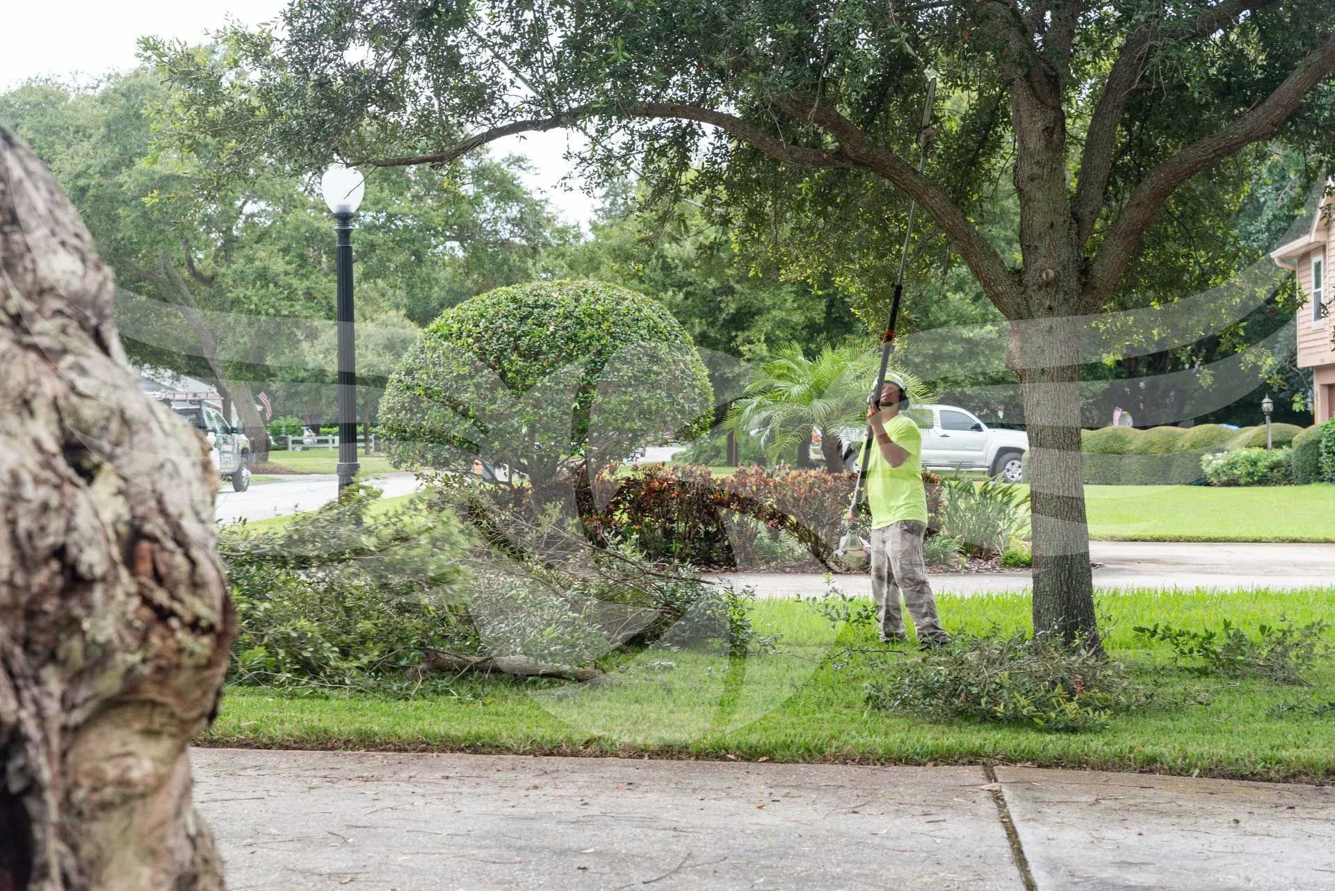 A man is standing in front of a fallen tree.