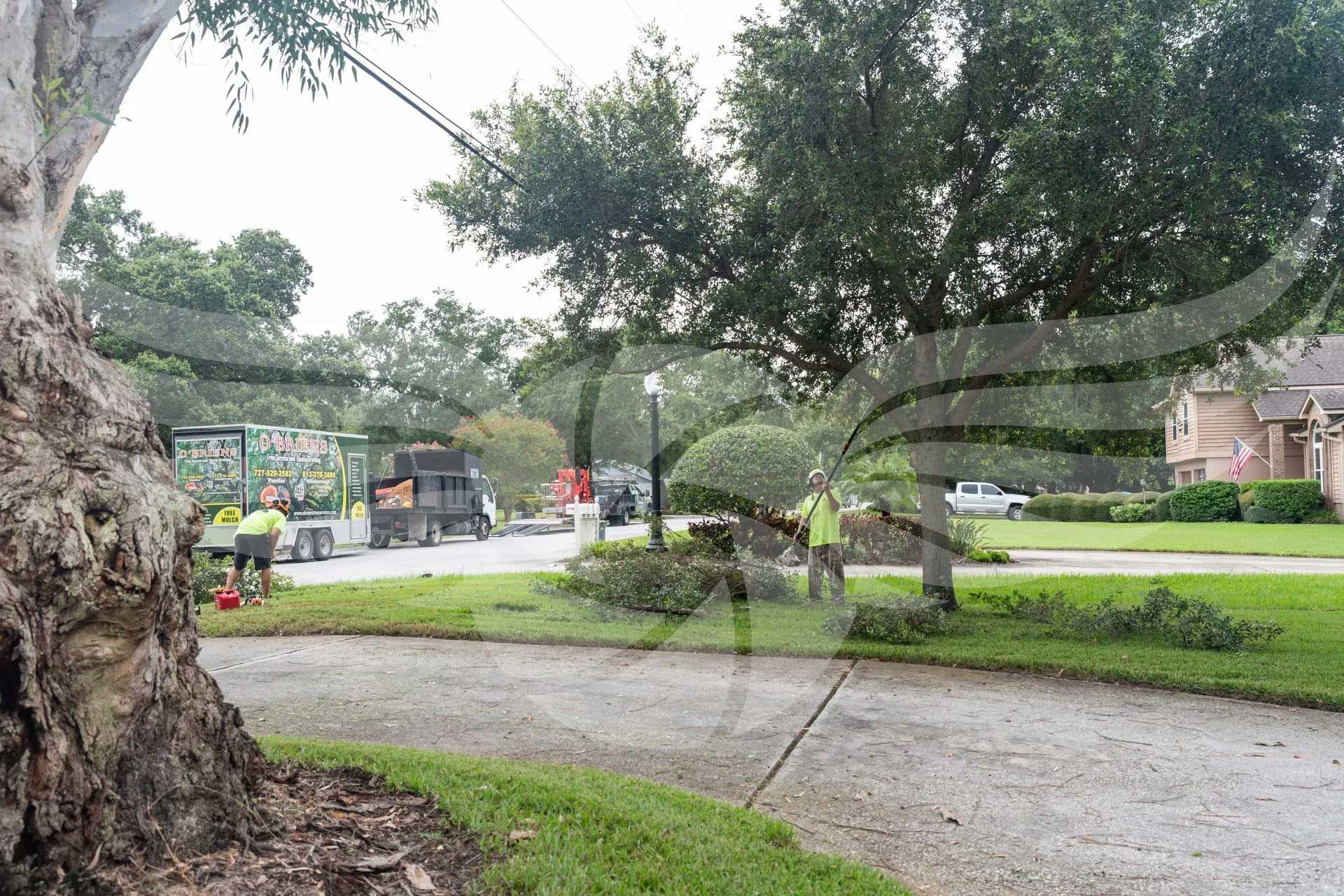A tree is being cut down in a residential area