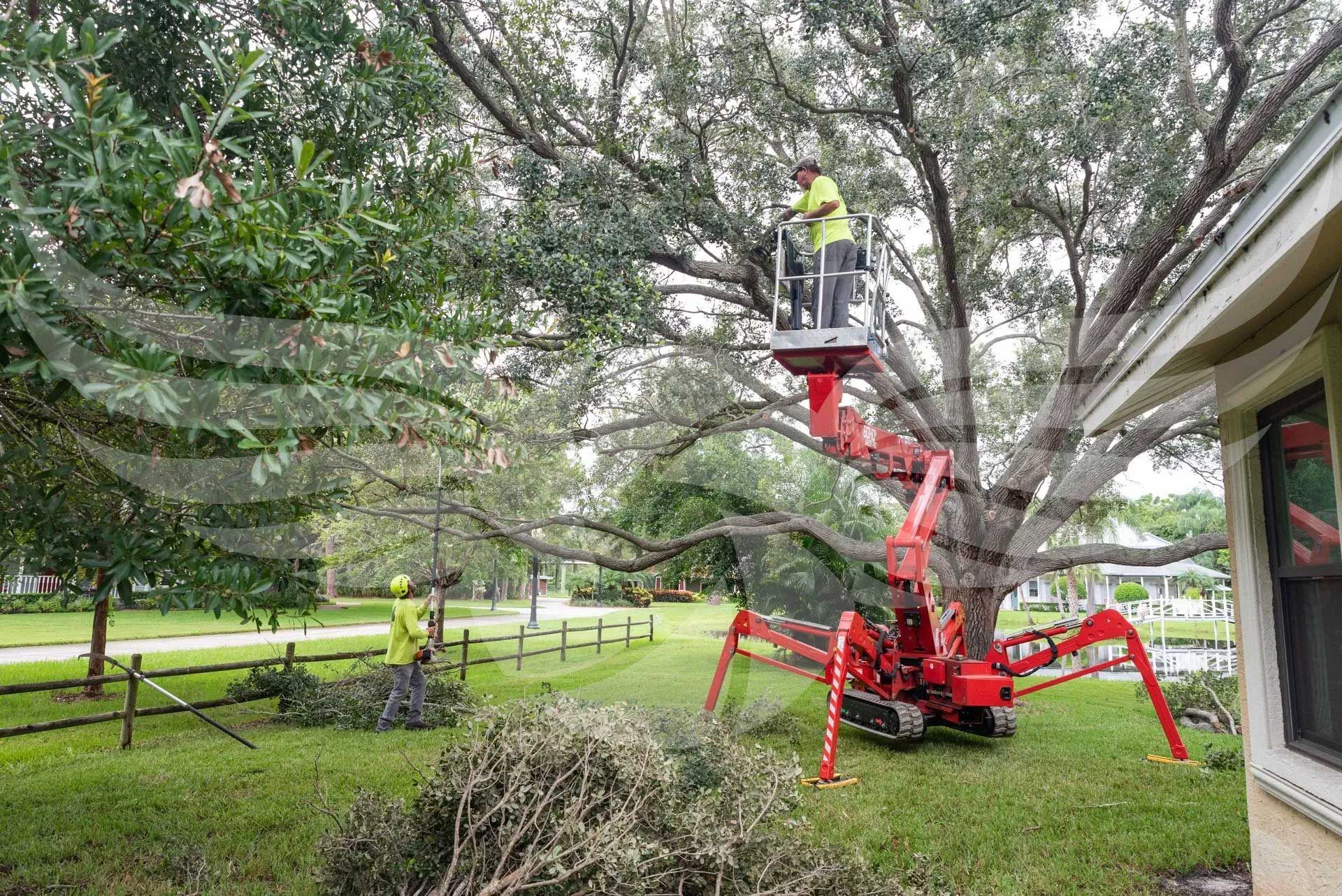 A man is cutting a tree with a spider lift.