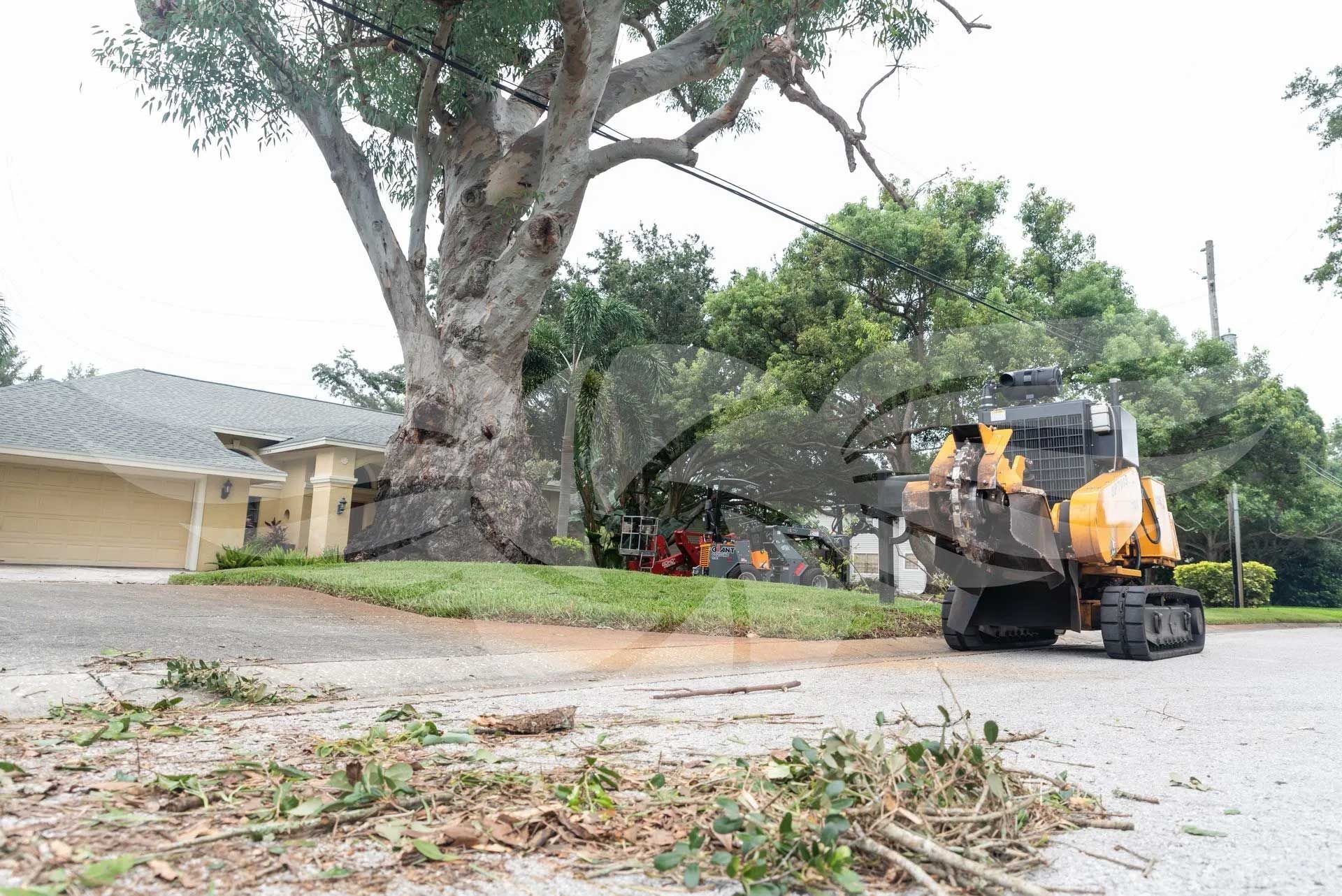 A tree stump grinder is cutting down a tree in front of a house.