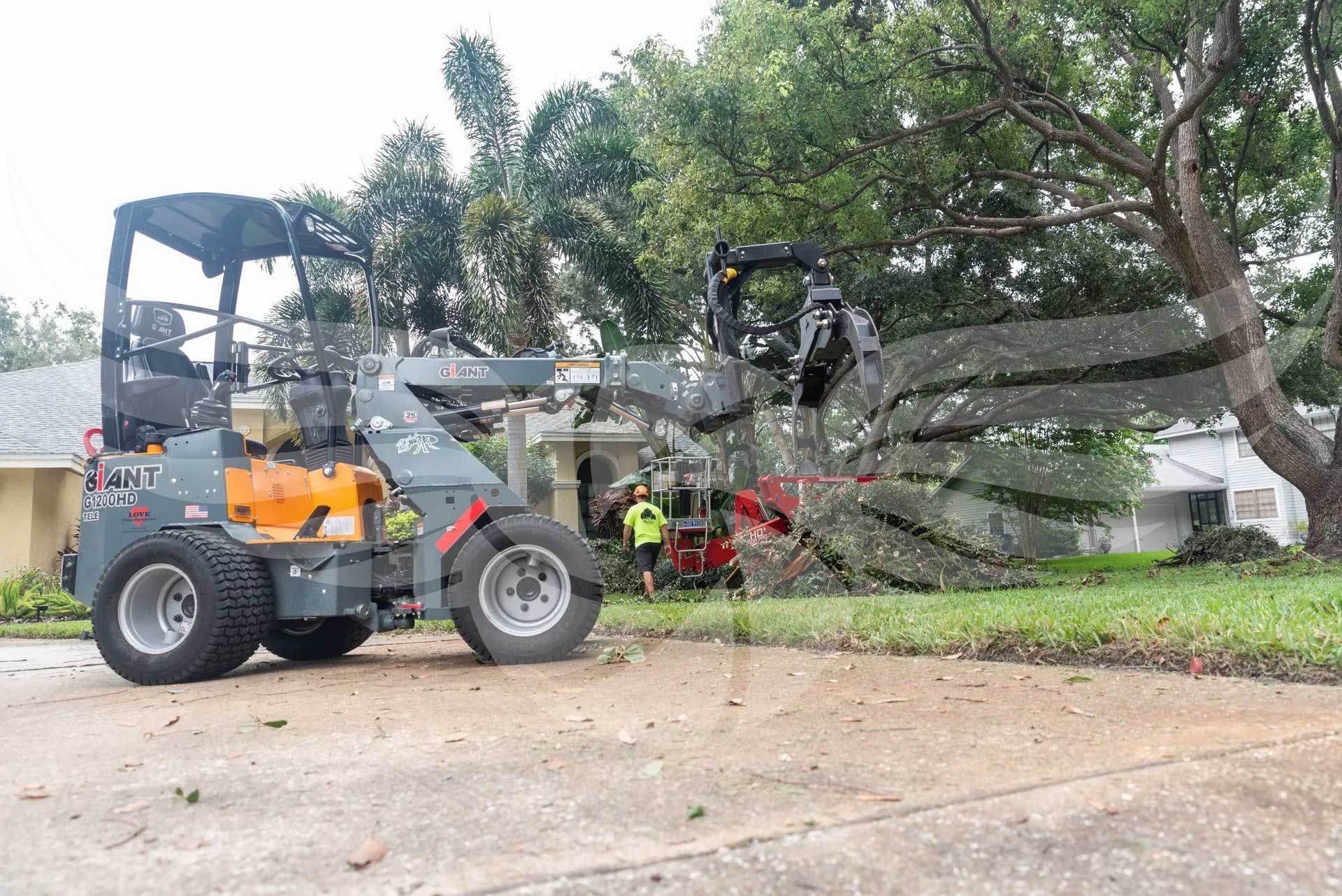 A forklift is moving a large tree in front of a house.