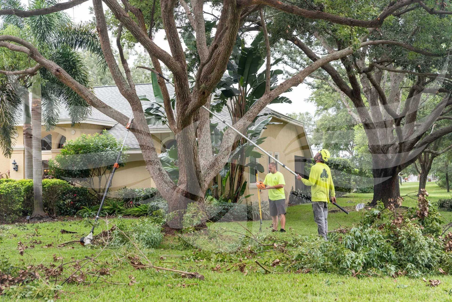 Two men are standing in front of a house spraying trees with a hose.
