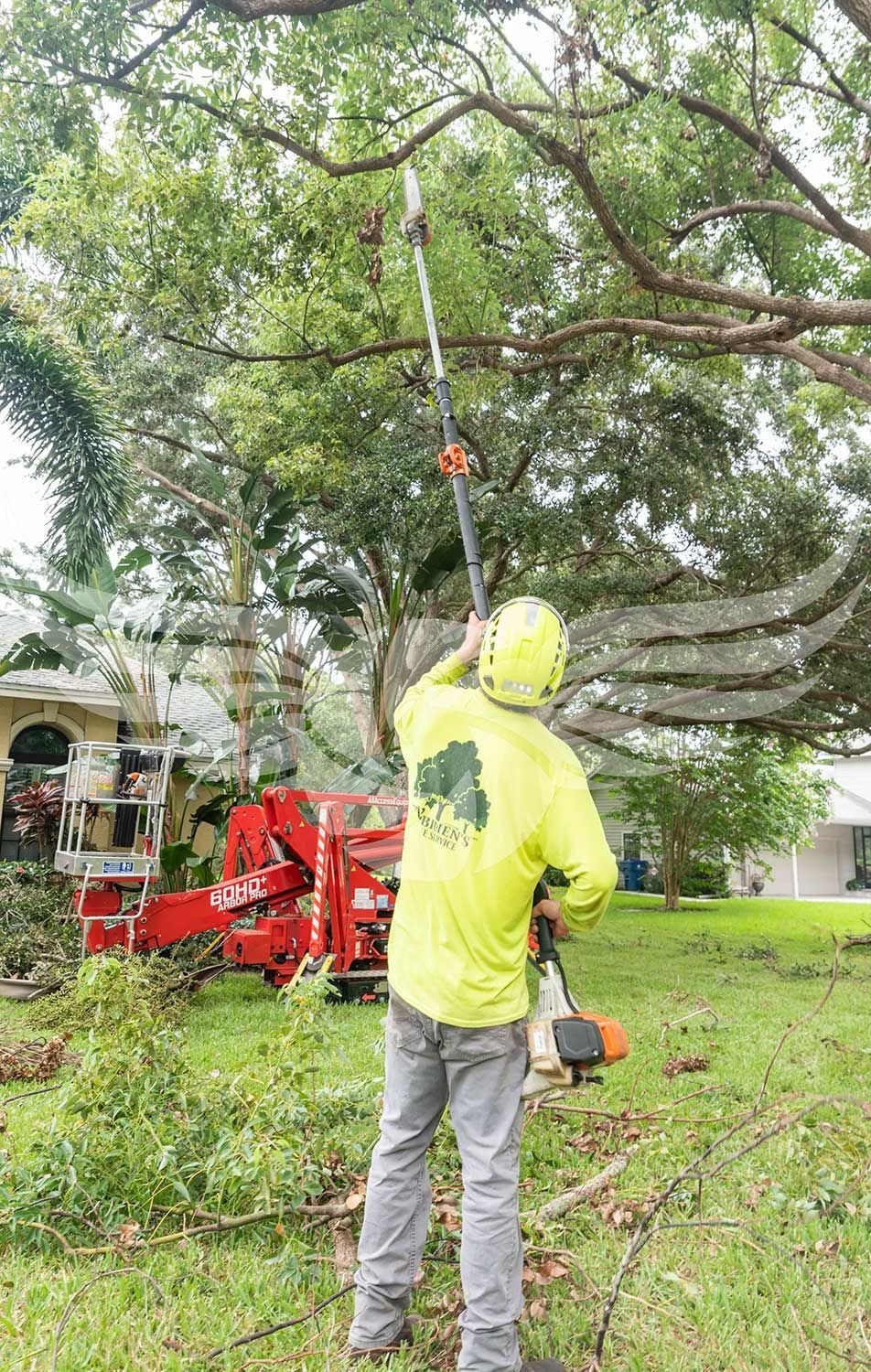 A man is cutting a tree branch with a pole saw.