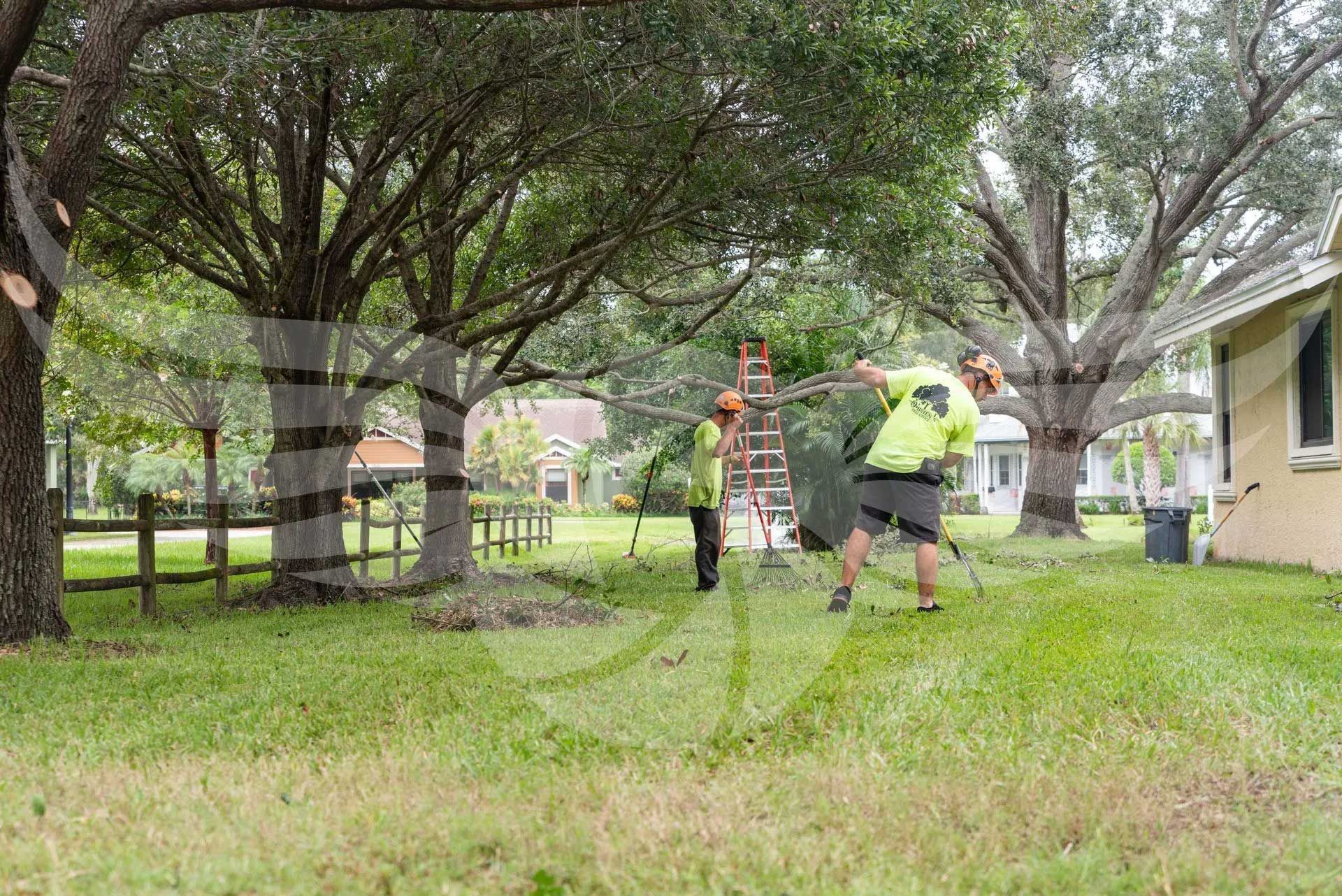 A group of men are cutting trees in a backyard.