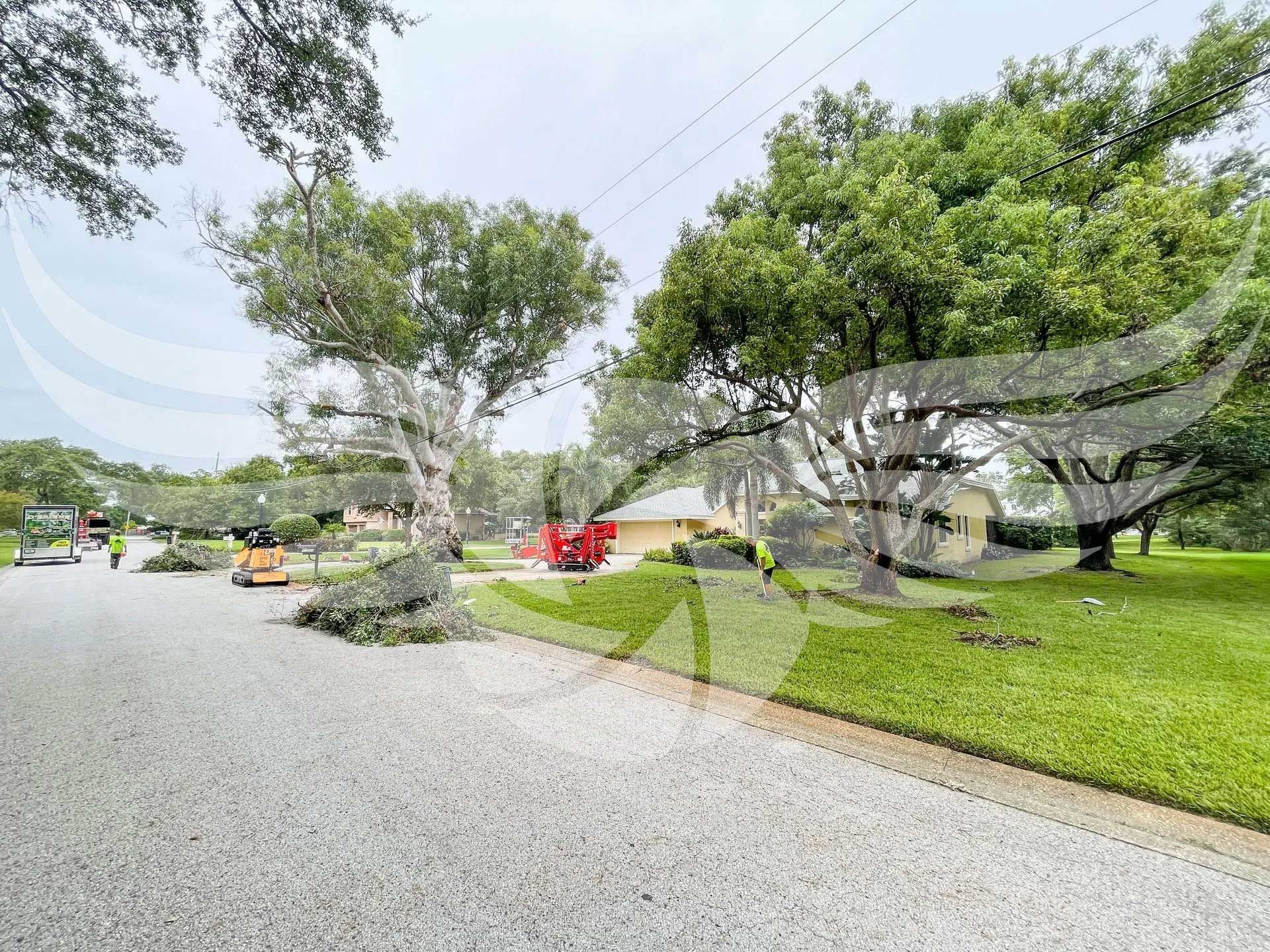 A tree that has fallen on the side of the road.