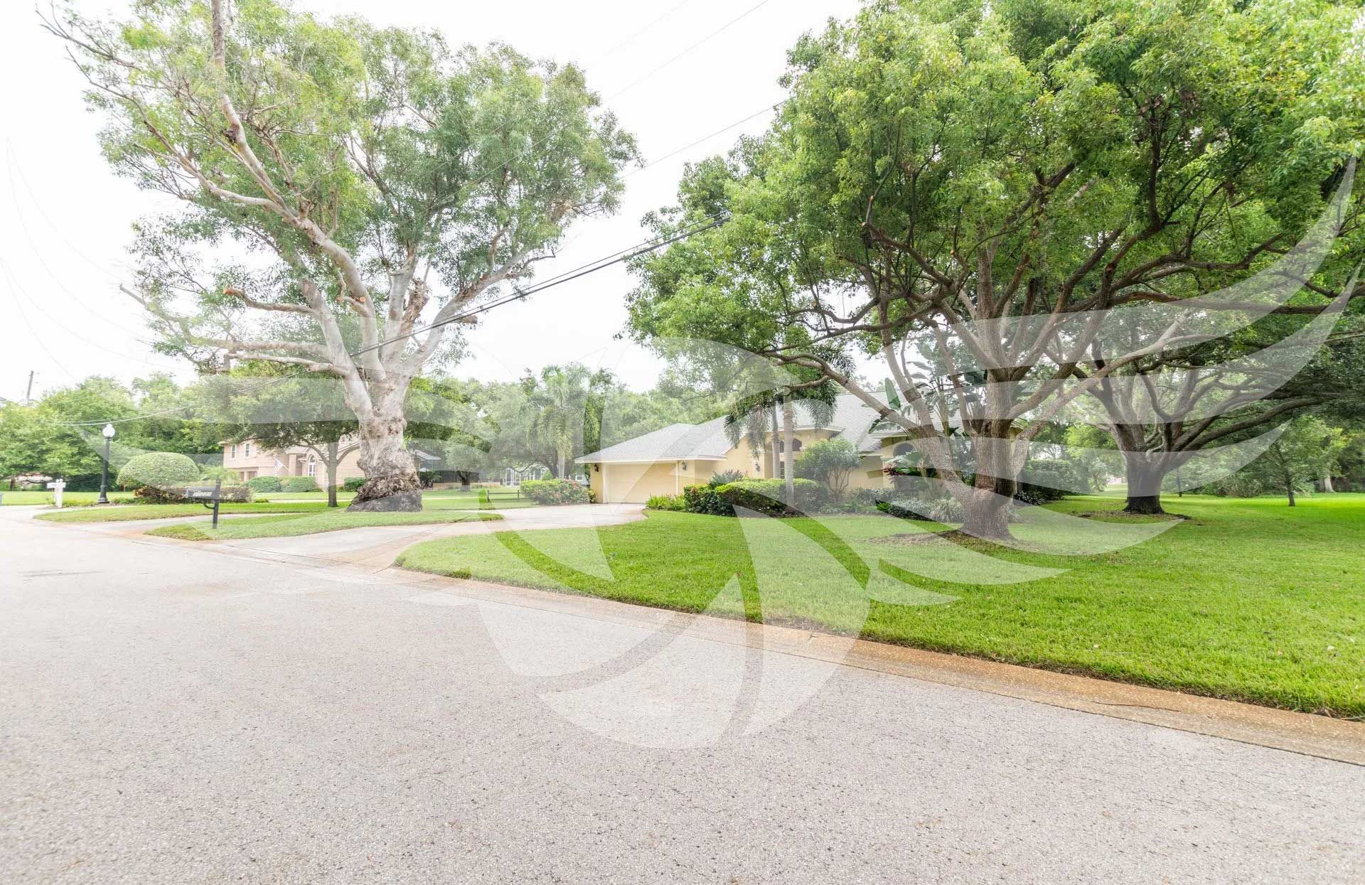 A driveway with trees on the side of it and a house in the background