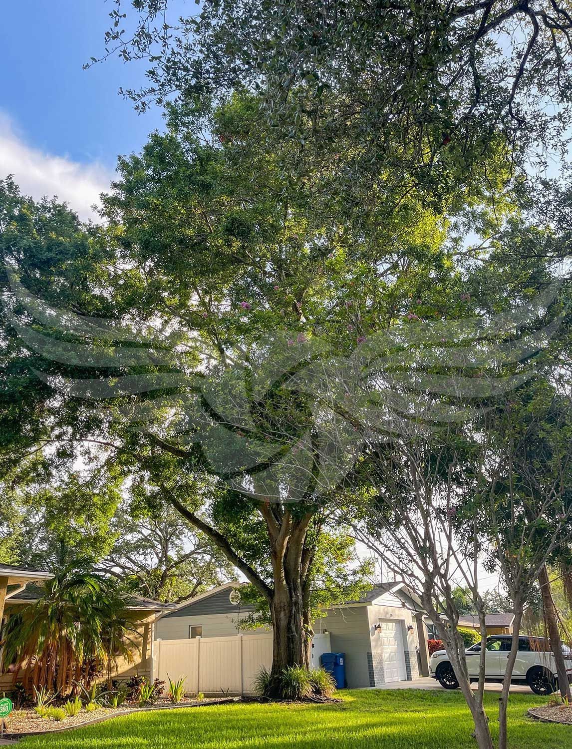 A large tree in a park with a house in the background.