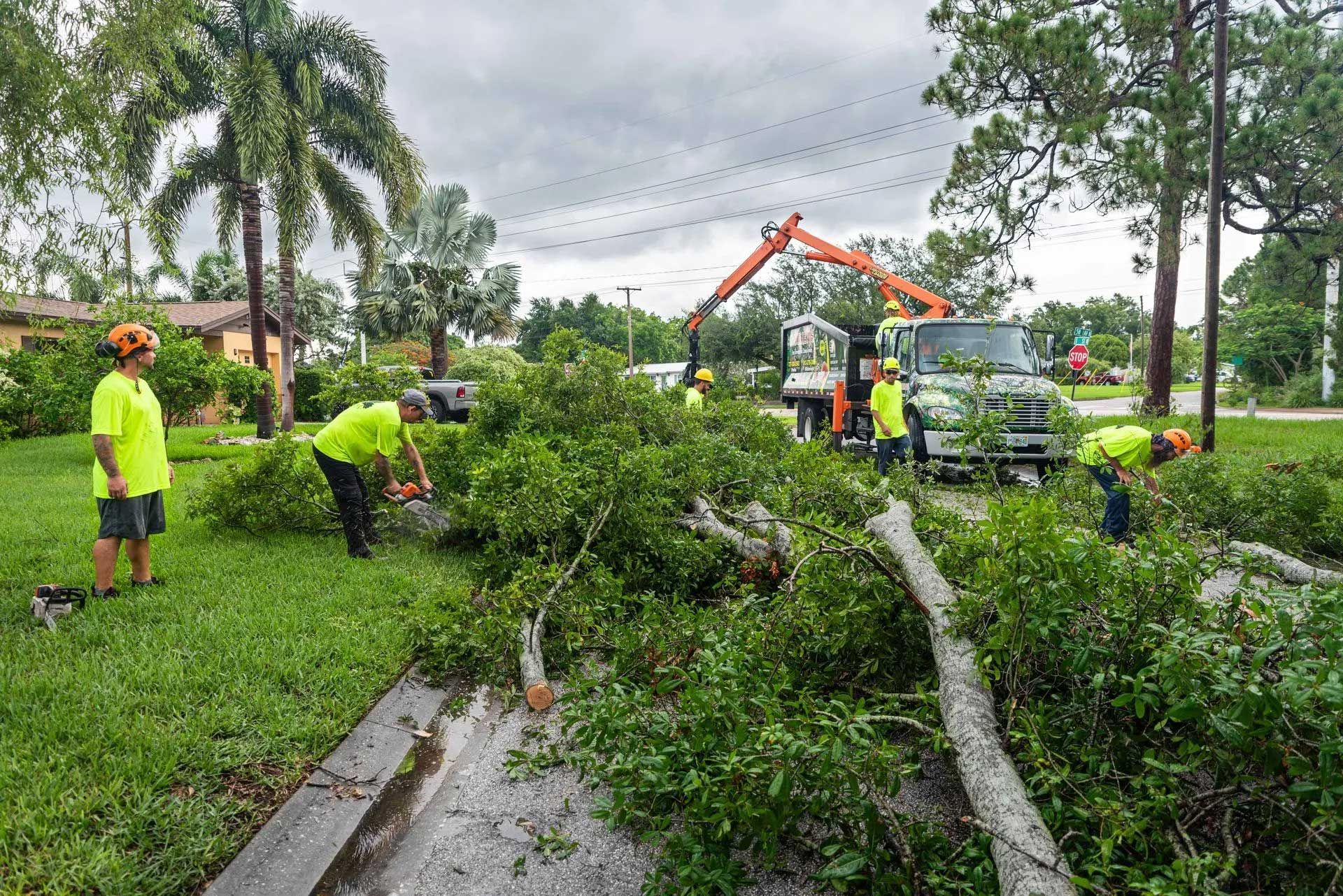 A group of people are working on a fallen tree.