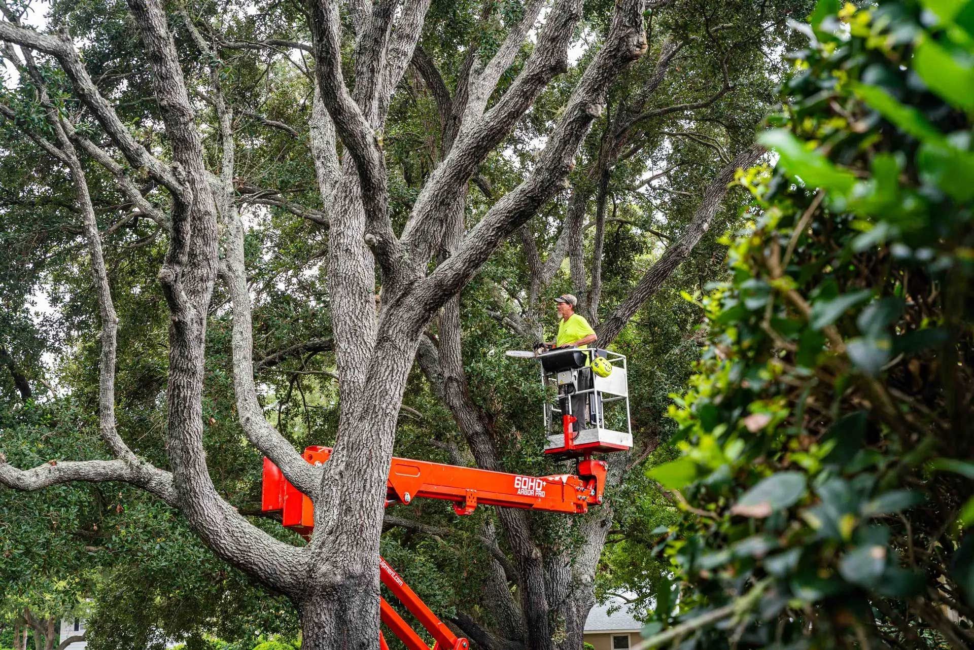A man is cutting a tree with a crane.