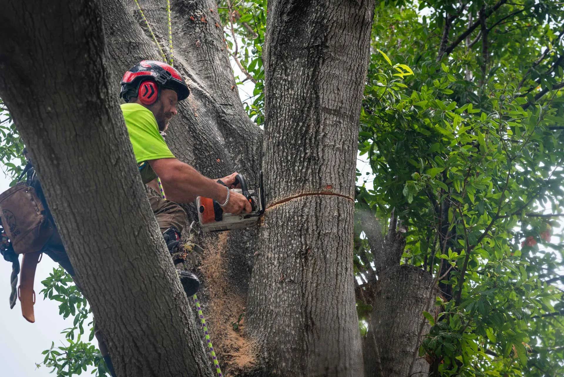 A man is cutting a tree with a chainsaw.