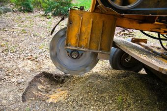 A stump grinder is cutting a tree stump in the ground.