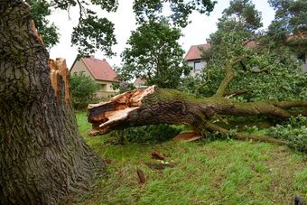 A fallen tree in a field with a house in the background.