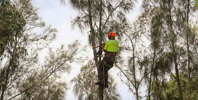 Tree Pruning