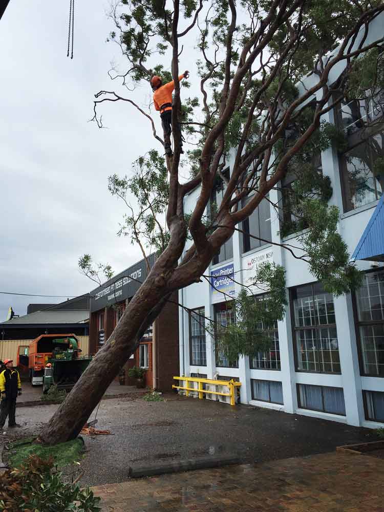removing a tall tree fallen on building