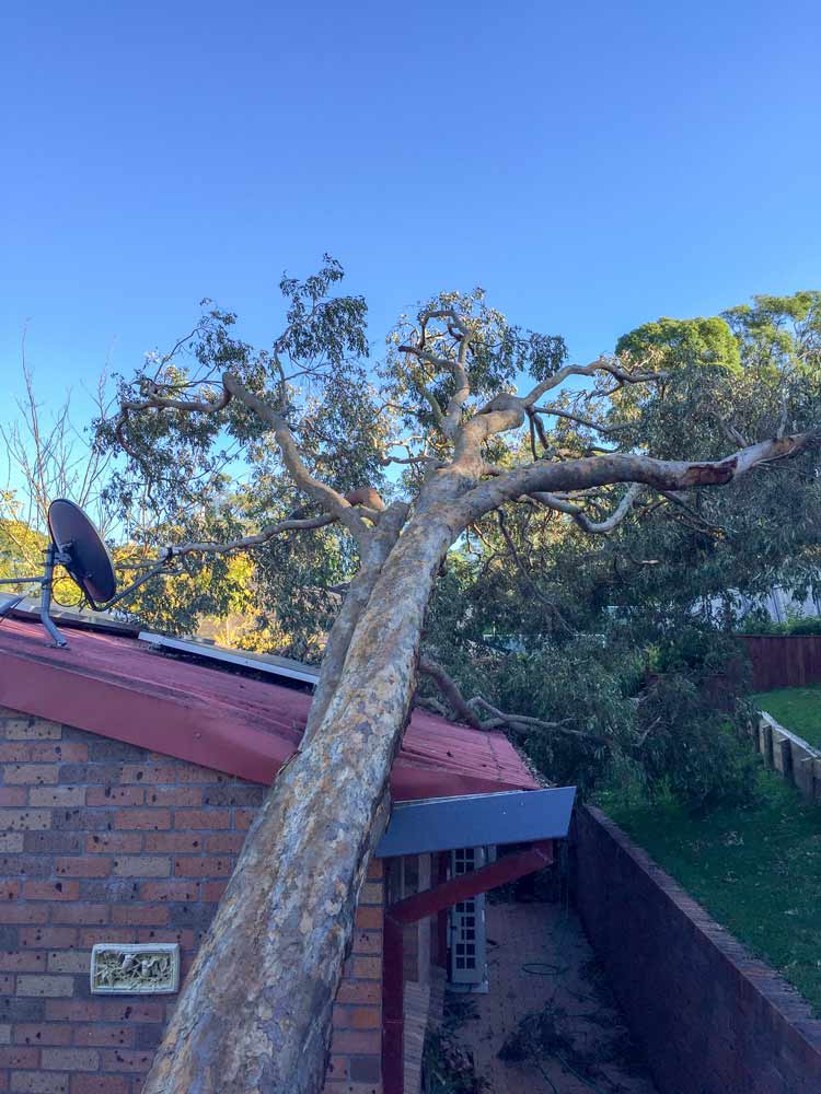 tree that has fallen on building