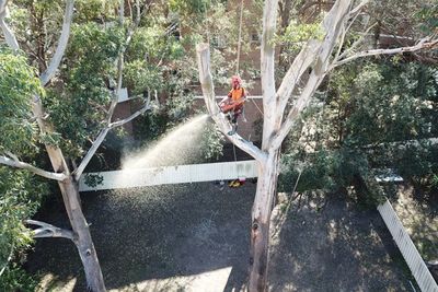 An example of our tree removals in Wollongong