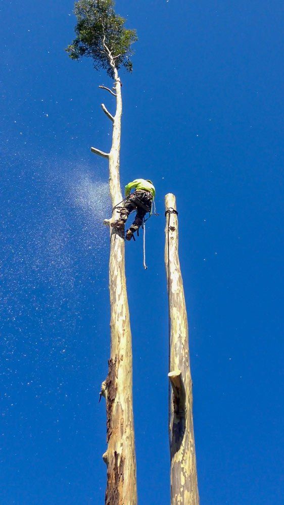 person up in tall skinny tree