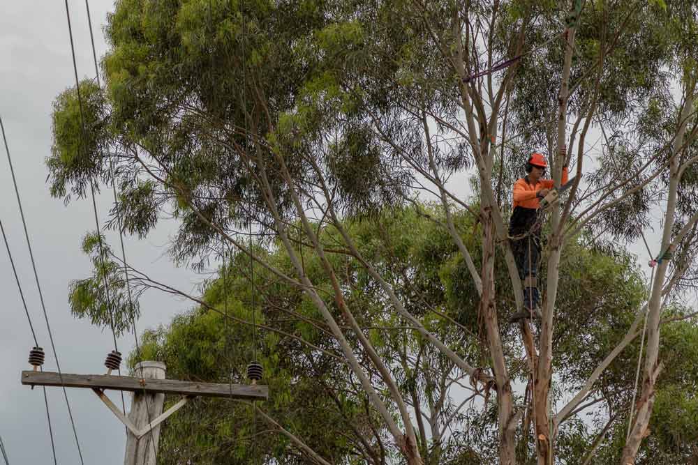 person standing in thick tree branches