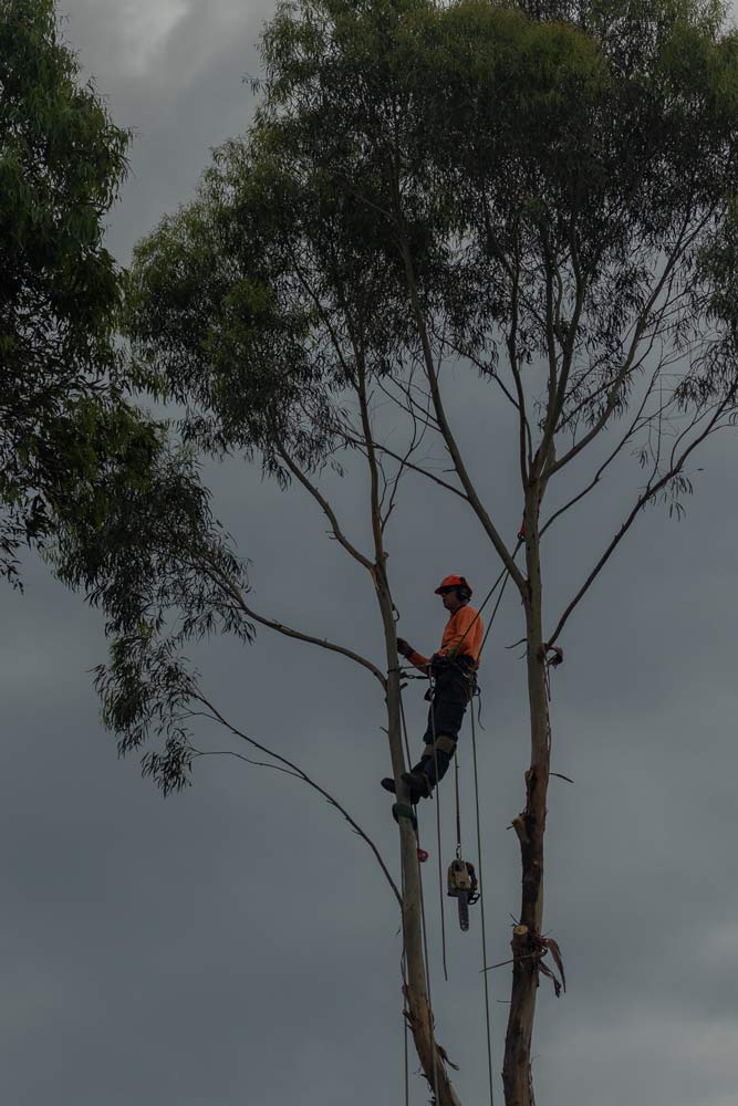 person in tall tree on cloudy day